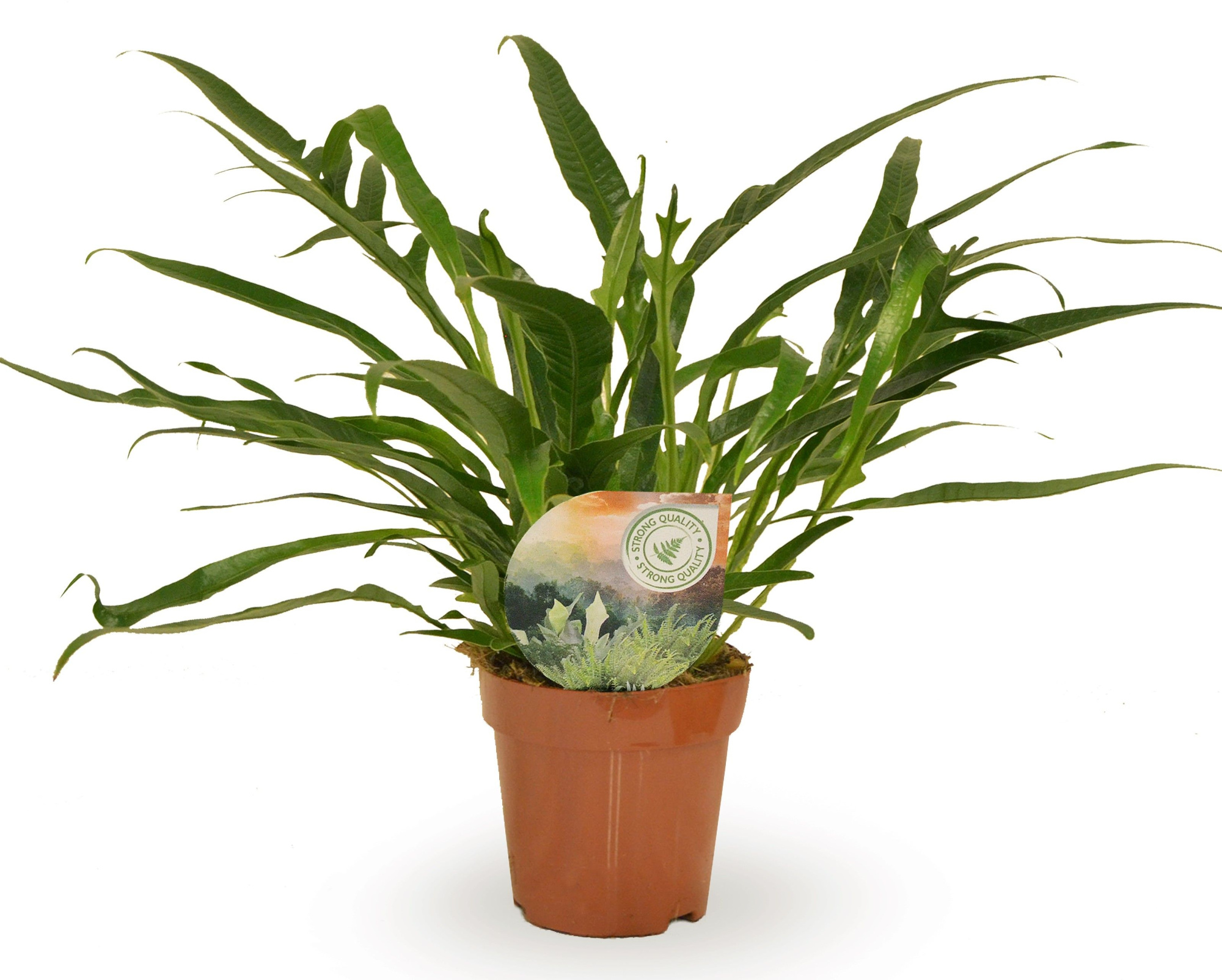 Aglaomorpha Jim, D 12 cm