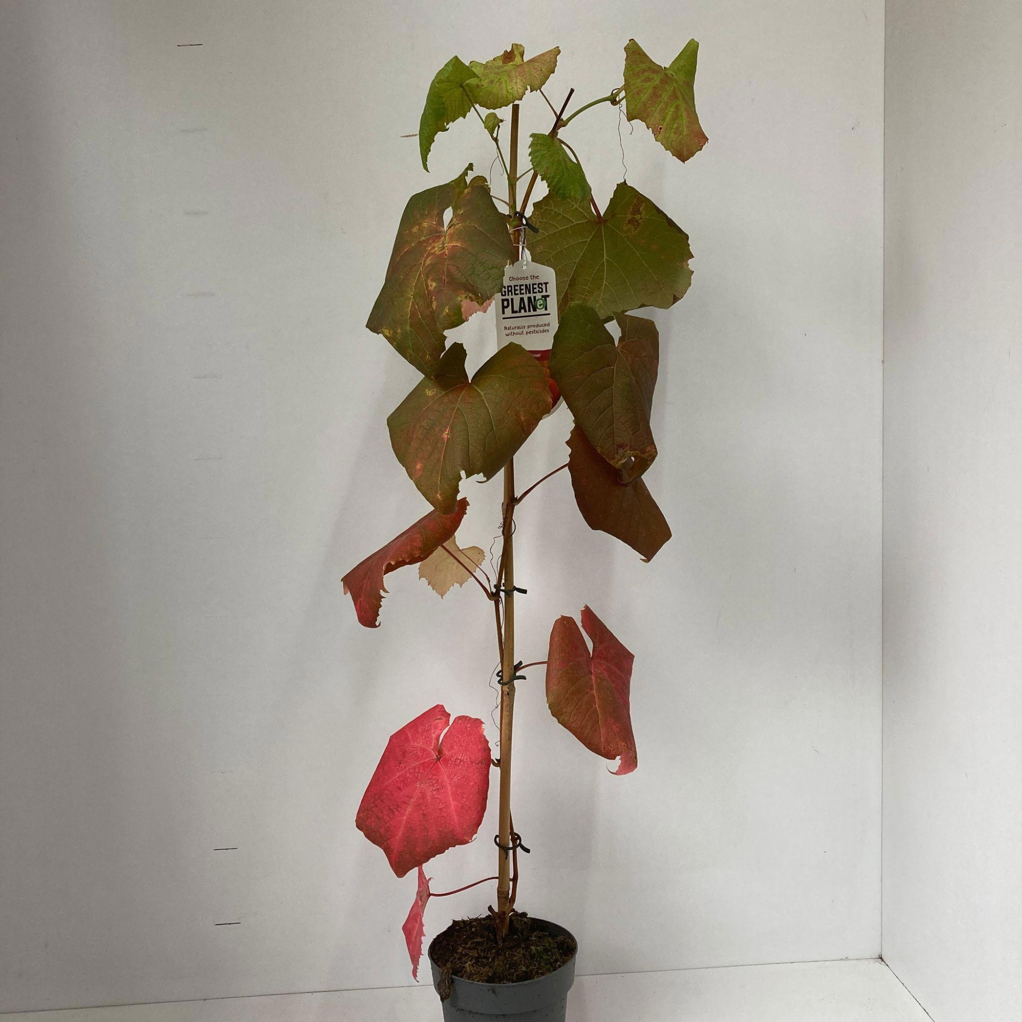 Vitis coignetiae - gestokt, D 17 cm