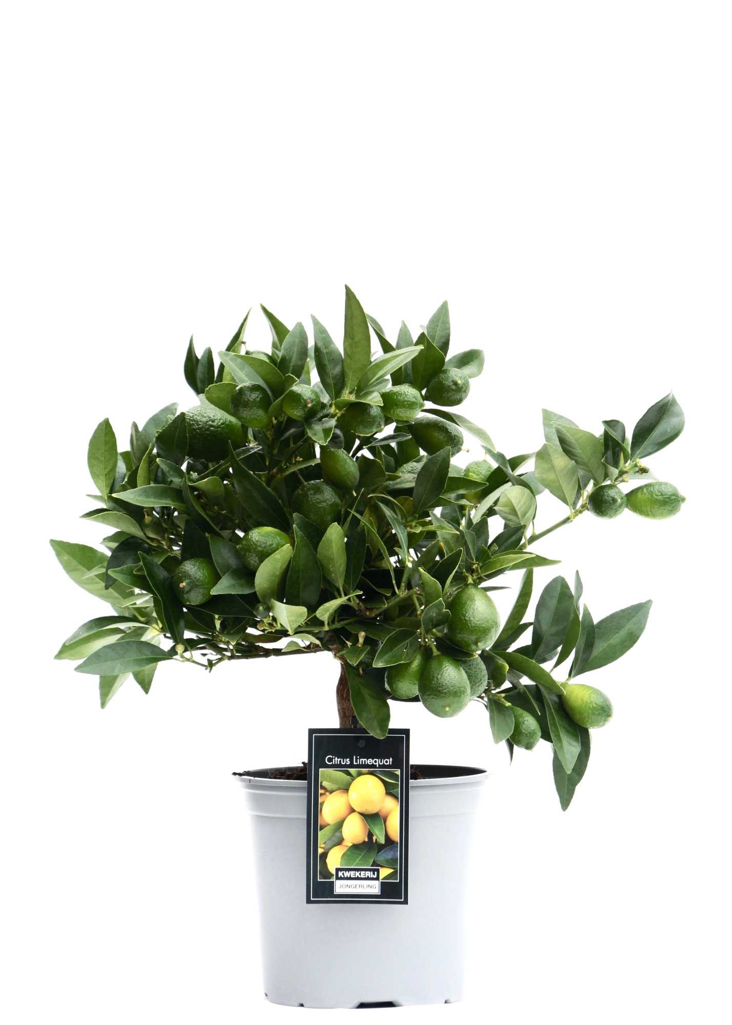 Citrus Limeqaut, D 15 cm