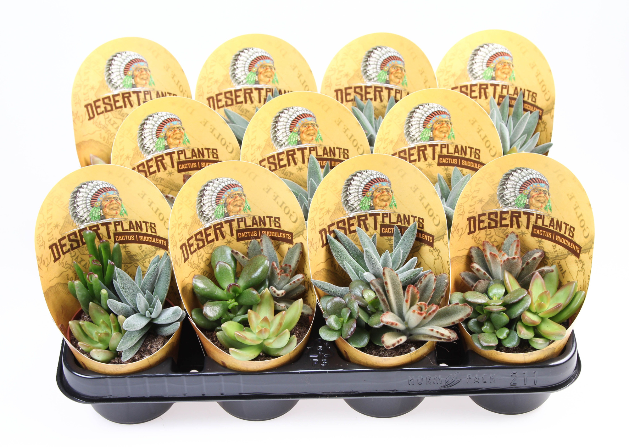 Potcover desert plants succulent trio, D 8,5 cm