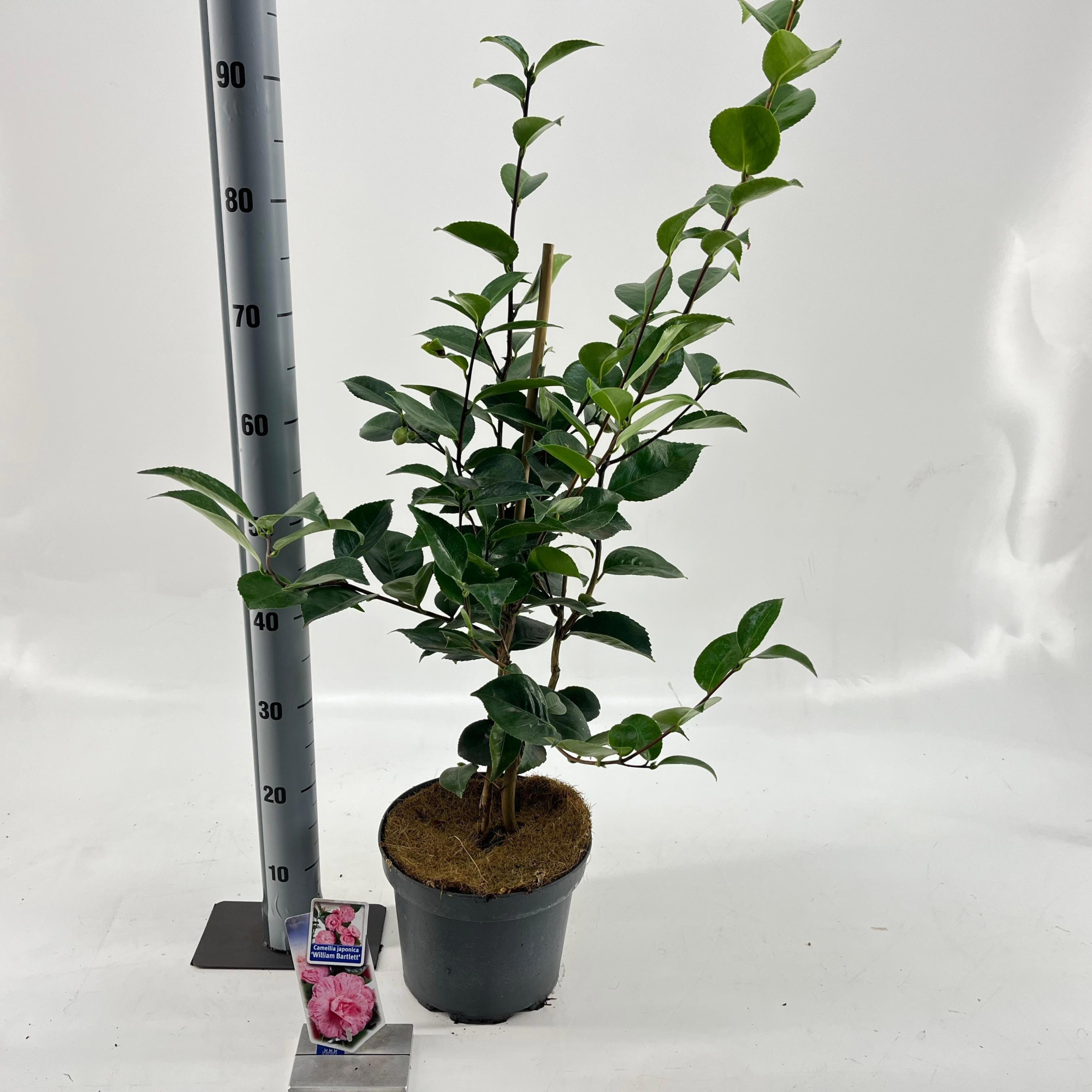 Camellia japonica 'William Bartlett', D 23 cm
