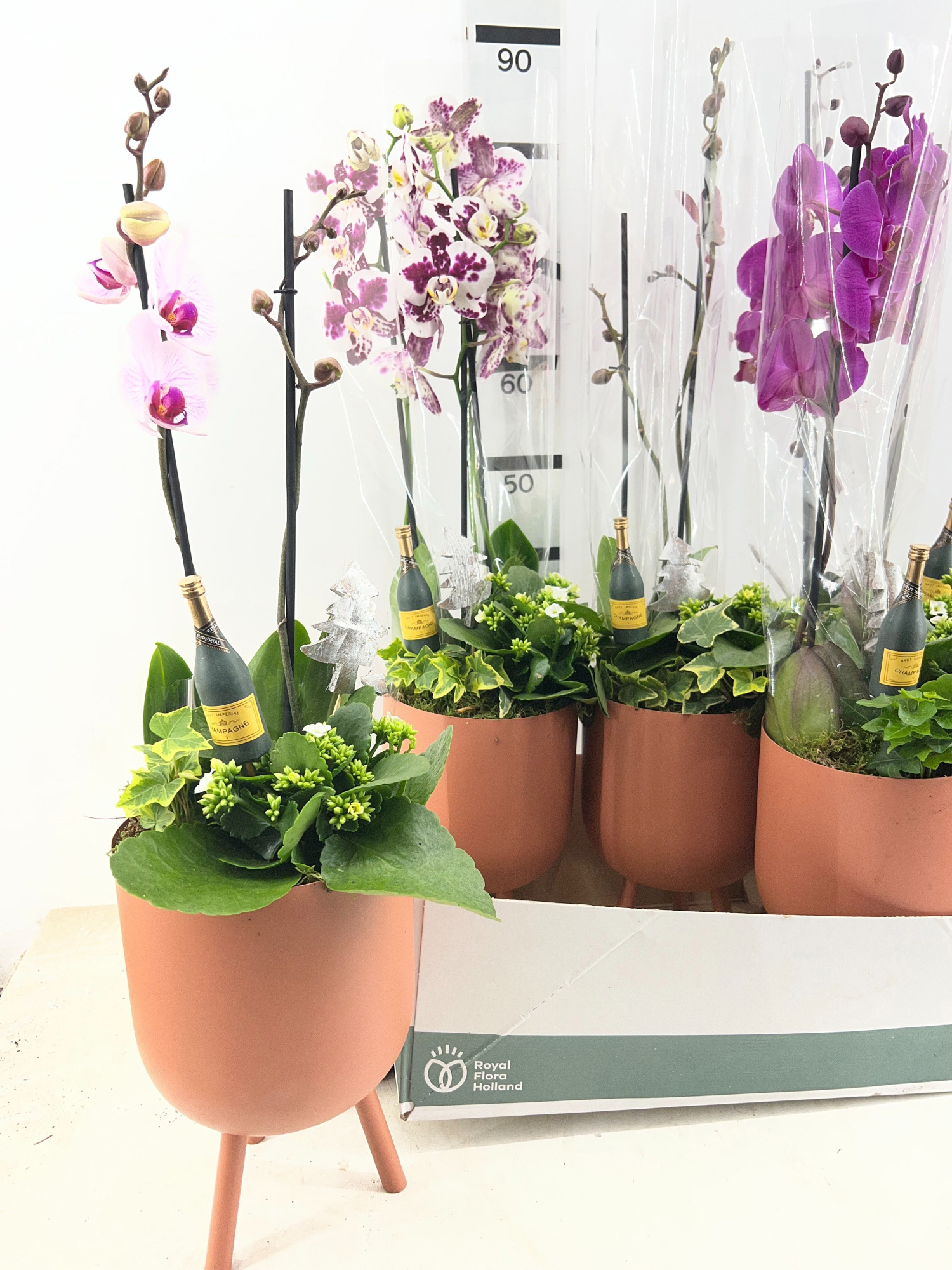 ARR PHALA MT 18+, D 21 cm