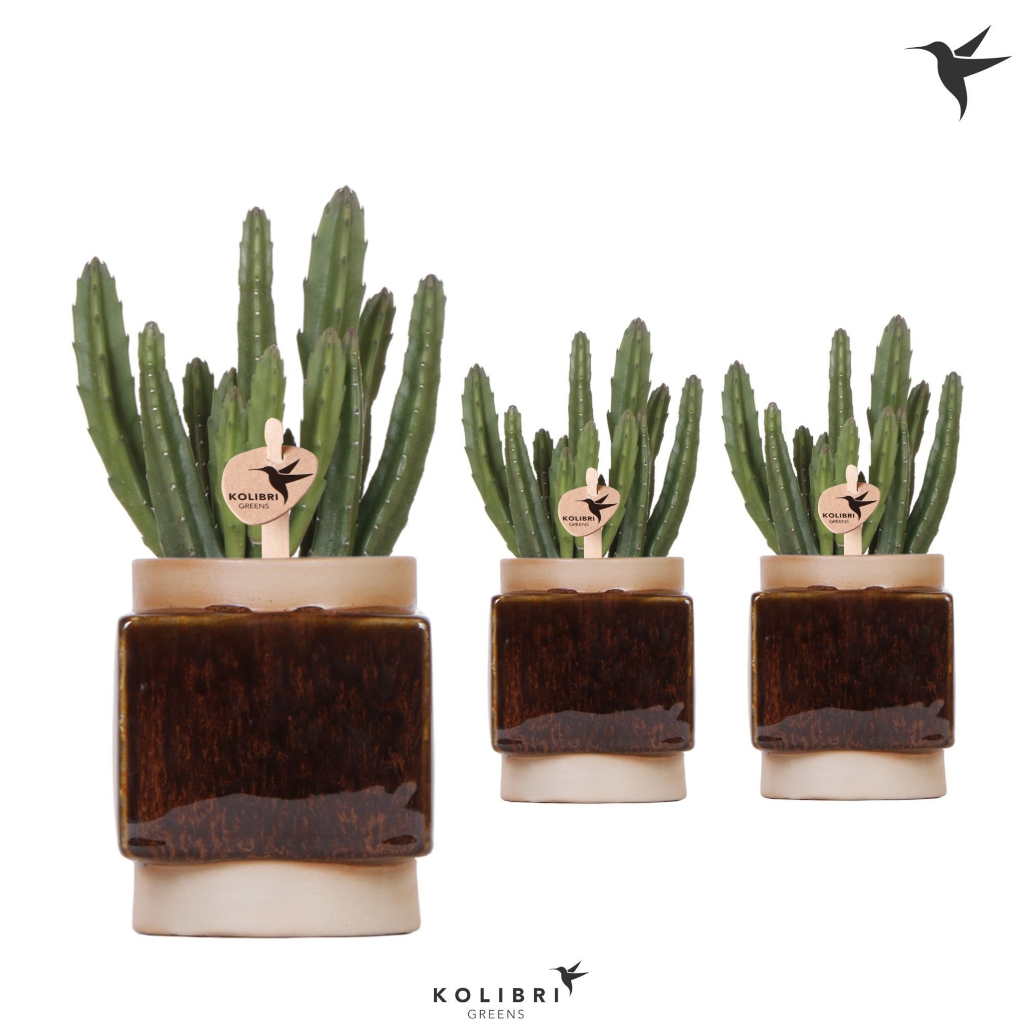 Kolibri Greens Stapelia Leendertziae in Classy Cube pot, D 9