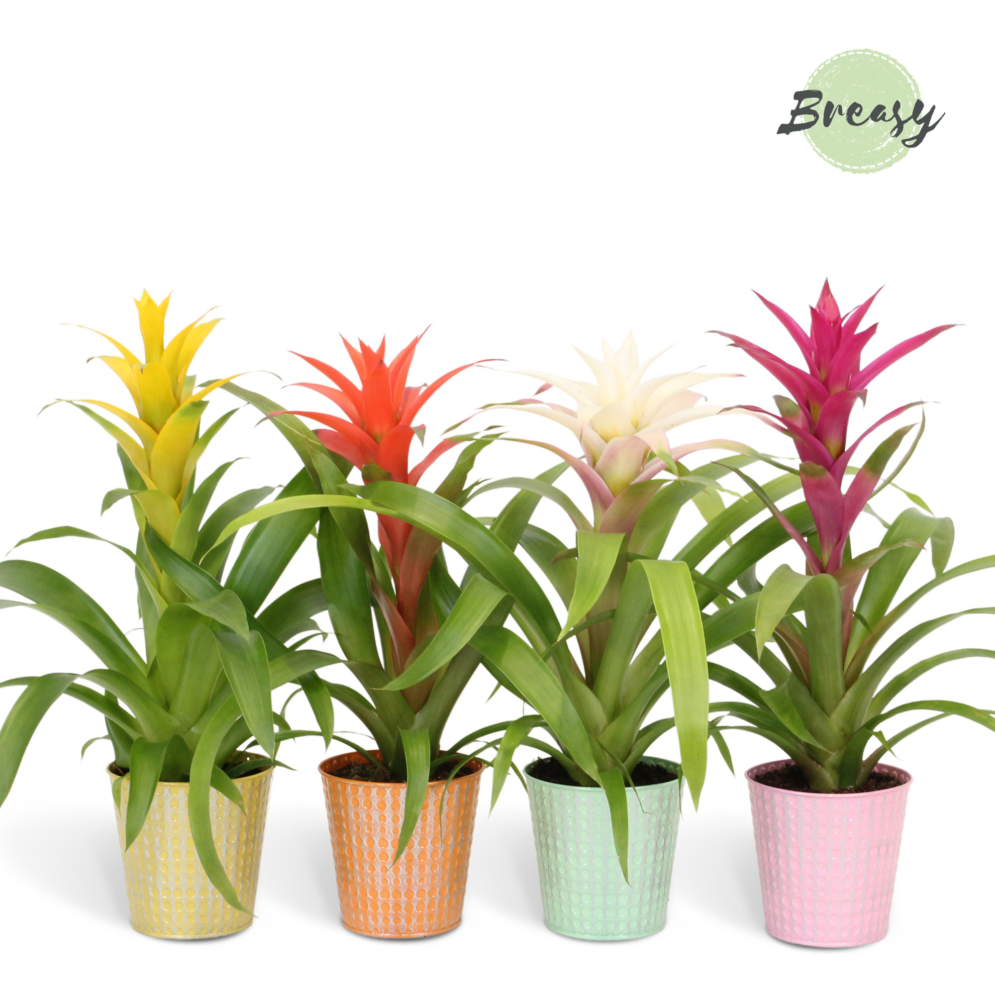 Guzmania Cupcake - 13cm in Orlando | Mimesis, D 13