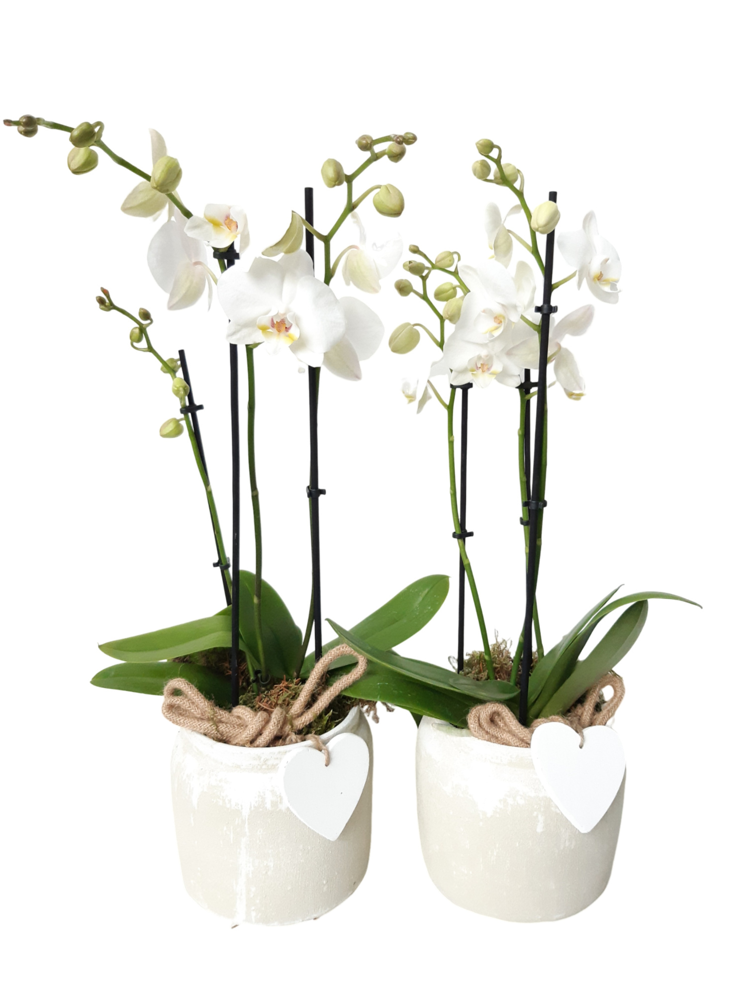 RWP16PHNO Rude White Pot Phal 2t wit + heart, D 16 cm