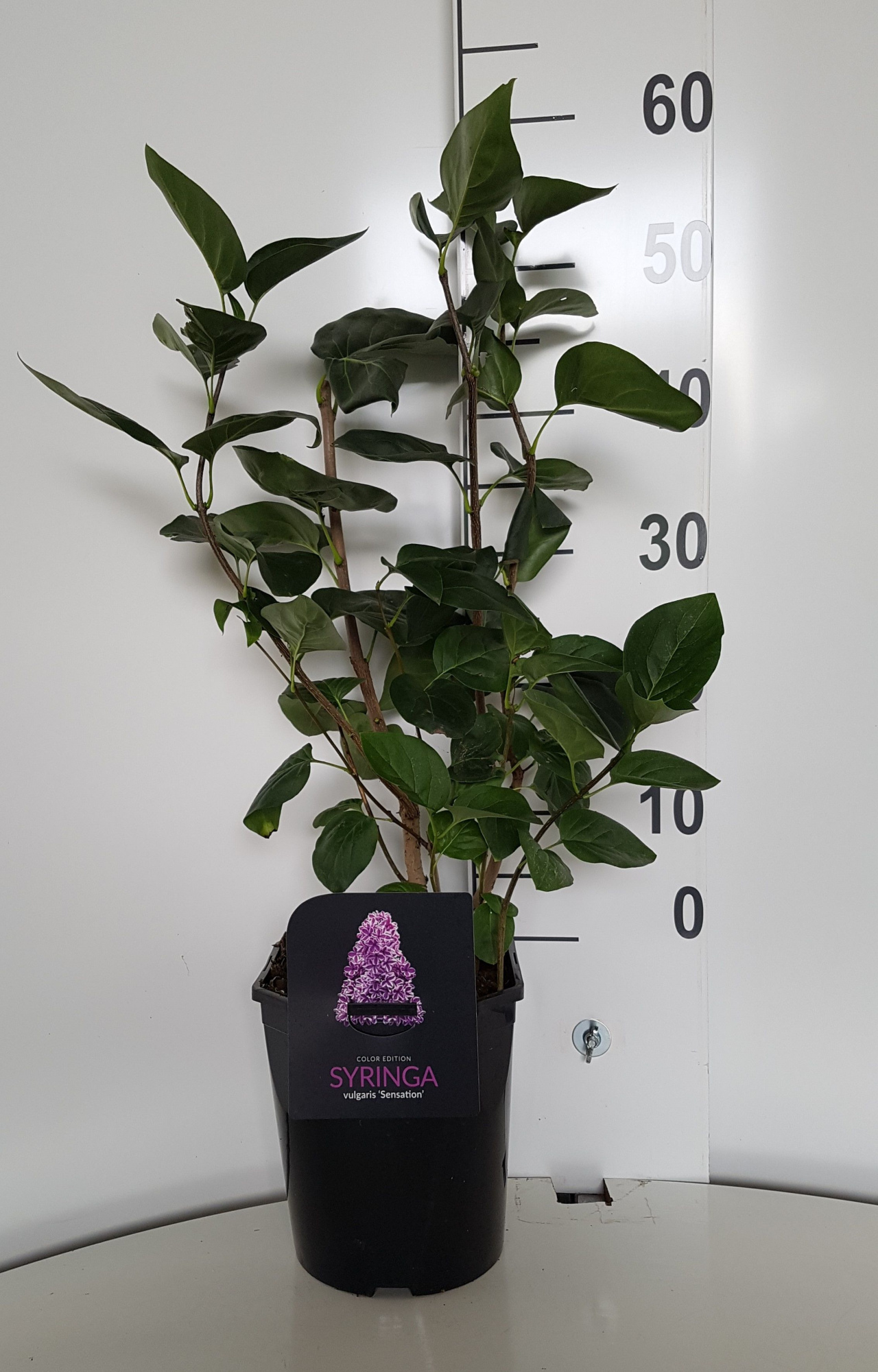 Syringa vulgaris Sensation, D 21 cm