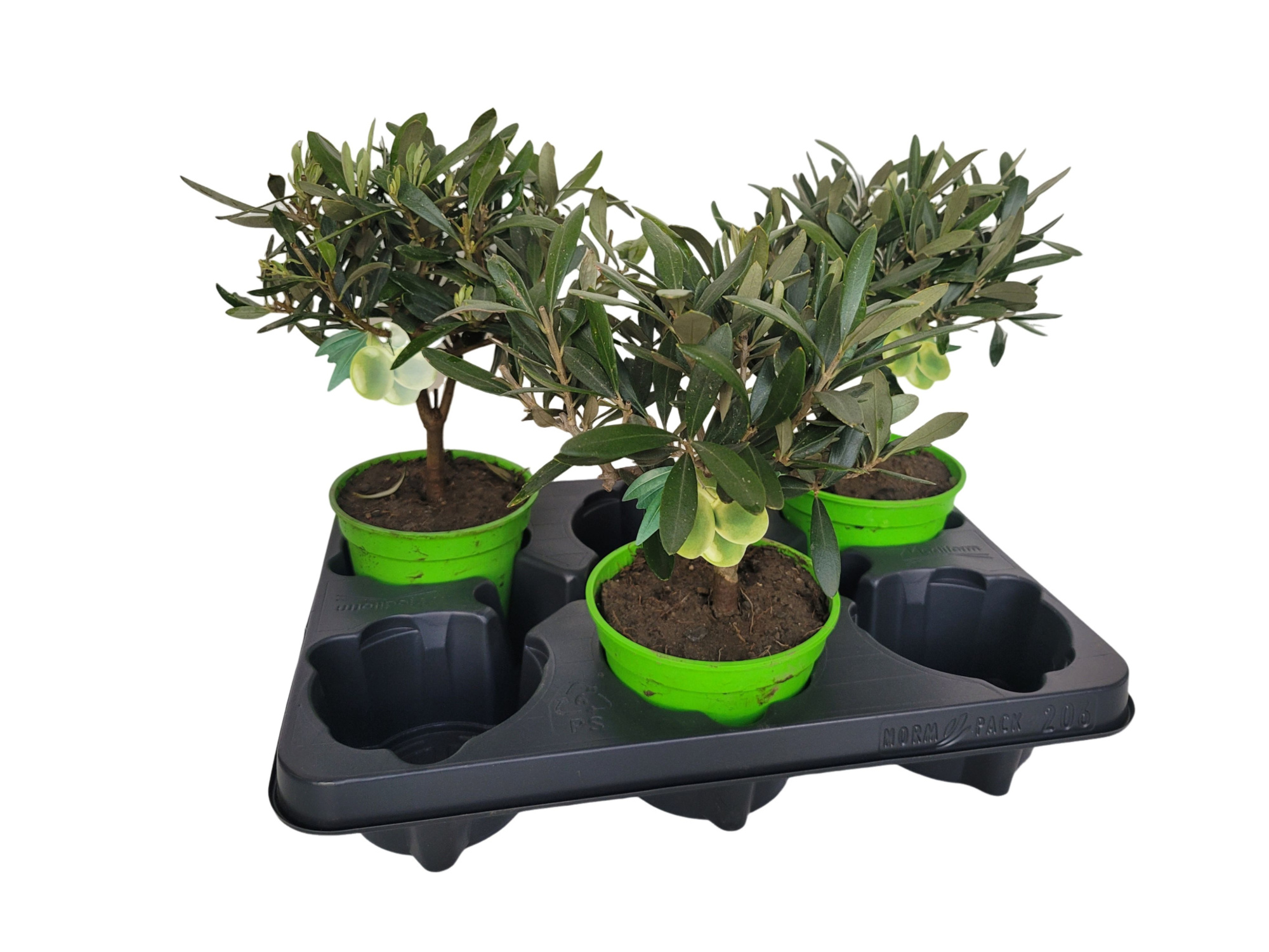 Olea europaea Bush 12cm, D 13 cm