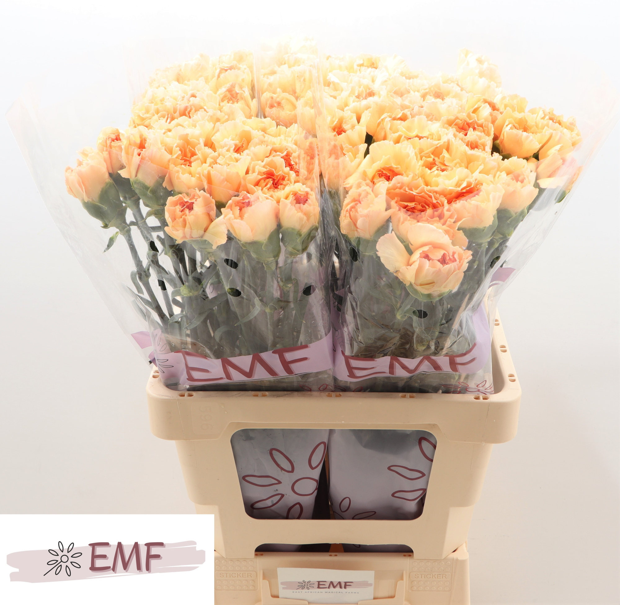 Диантус од. Мандарин, шт.