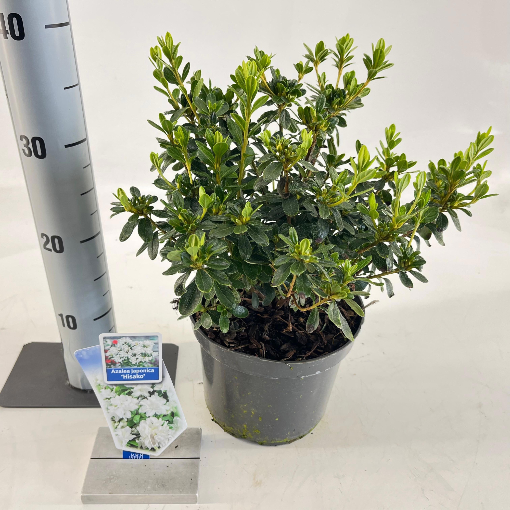 Rhododendron (AJ) 'Hisako', D 19 cm