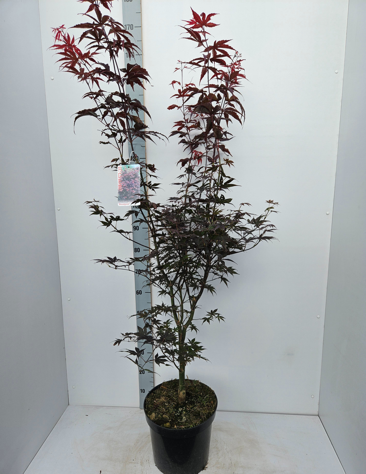 Acer palmatum 'Bloodgood', D 31 cm