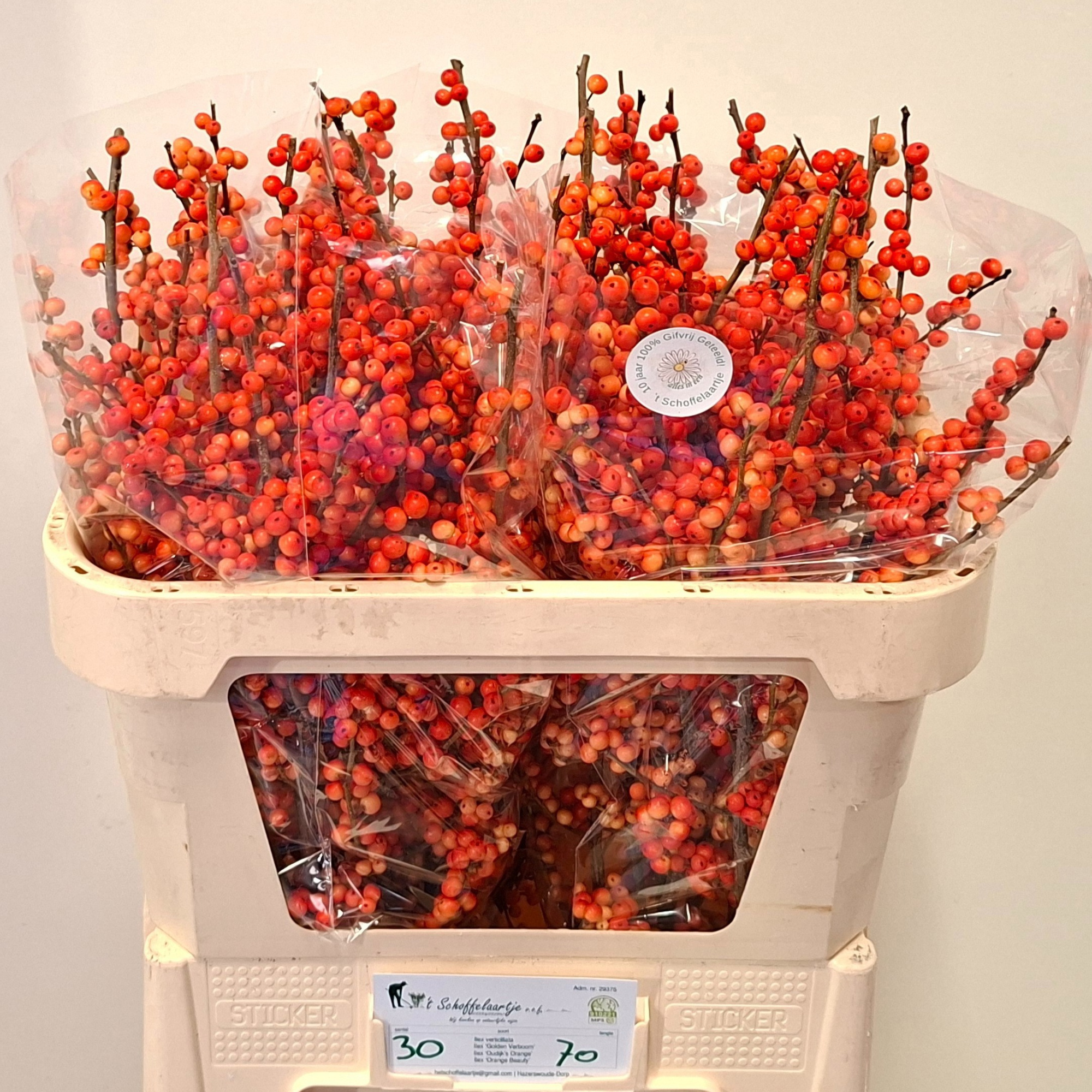 Илекс Аудайкс Оранж 70, шт.