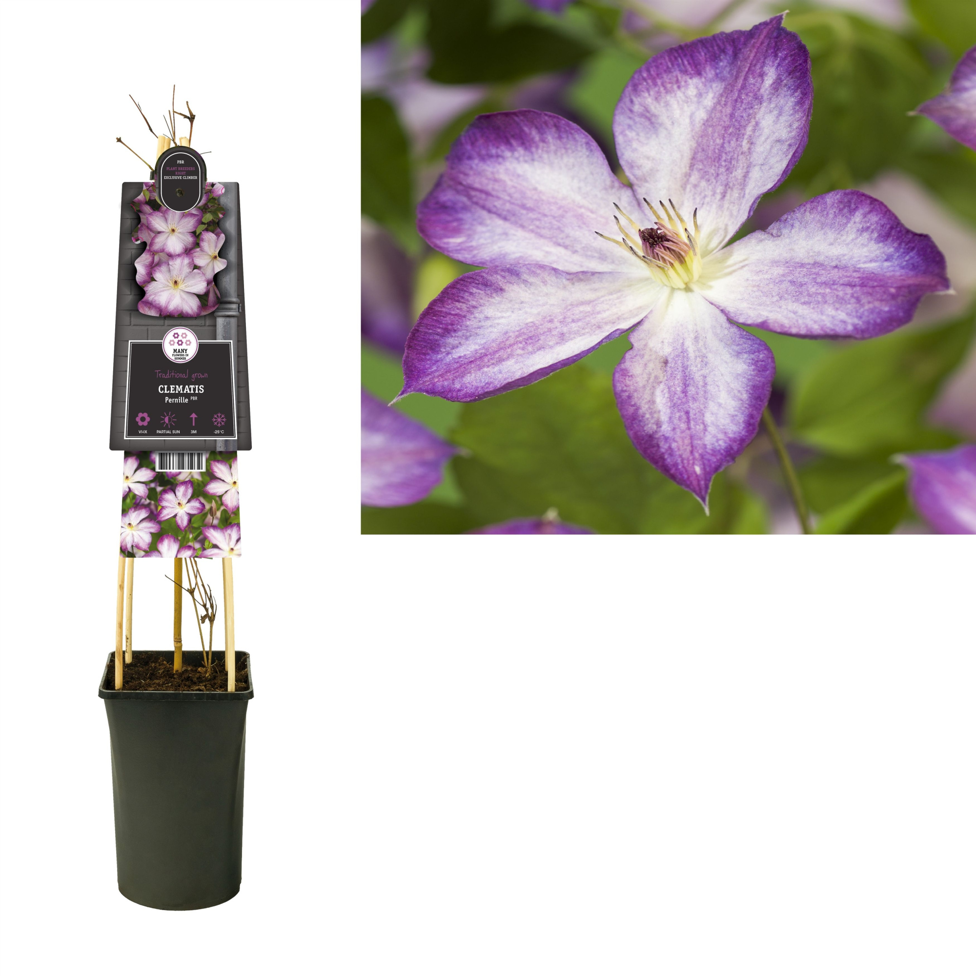 Clematis Pernille PBR +3.0 label, D 17