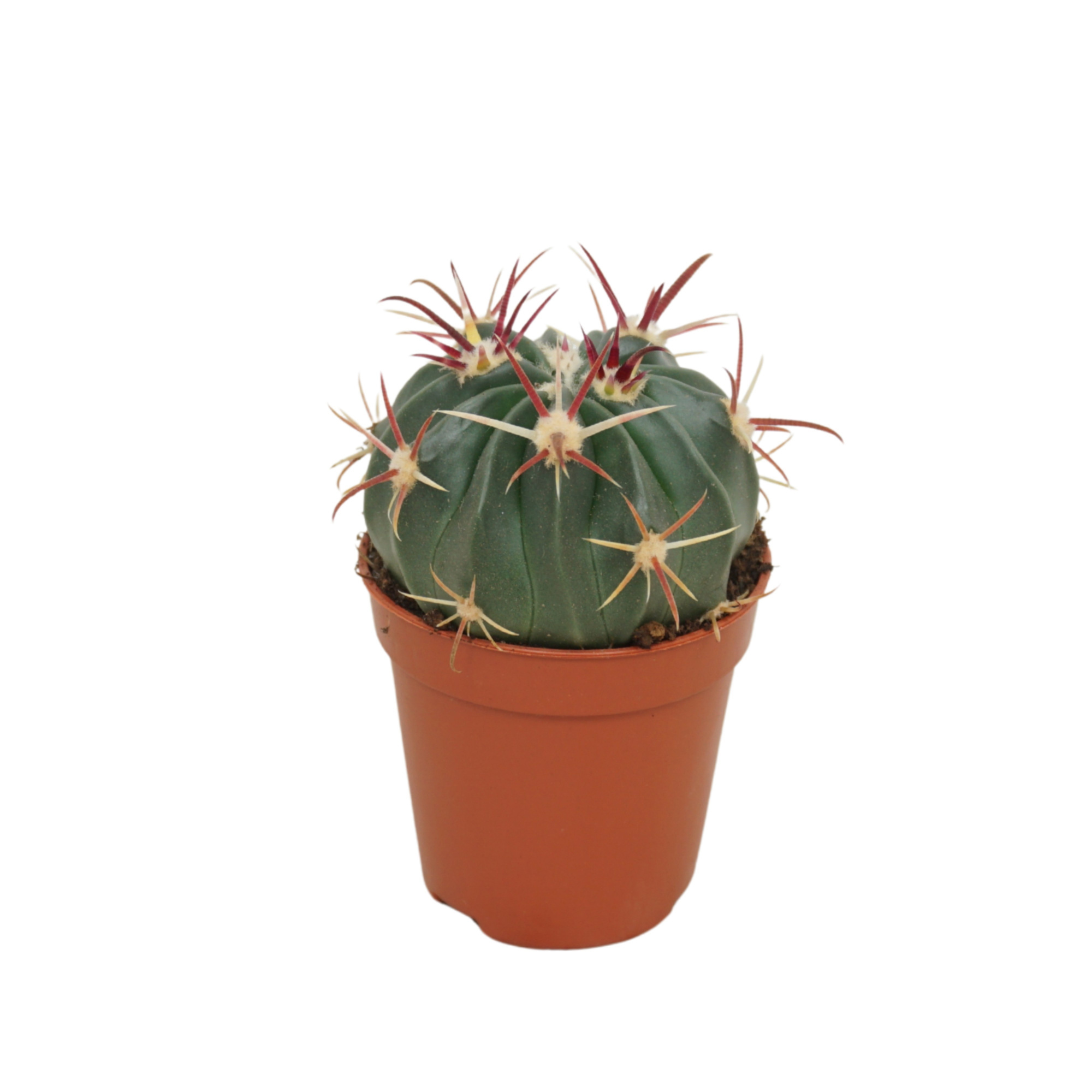 Ferocactus latispinus 5,5 cm, D 5,5 cm