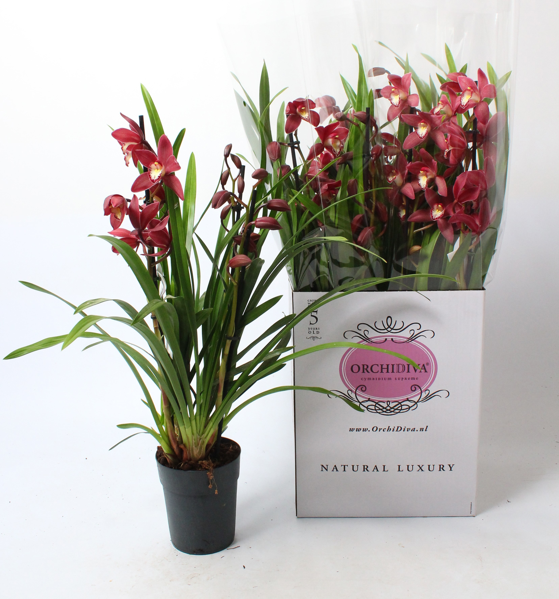 Cymbidium donker roze 3-4 tak, D 14 cm