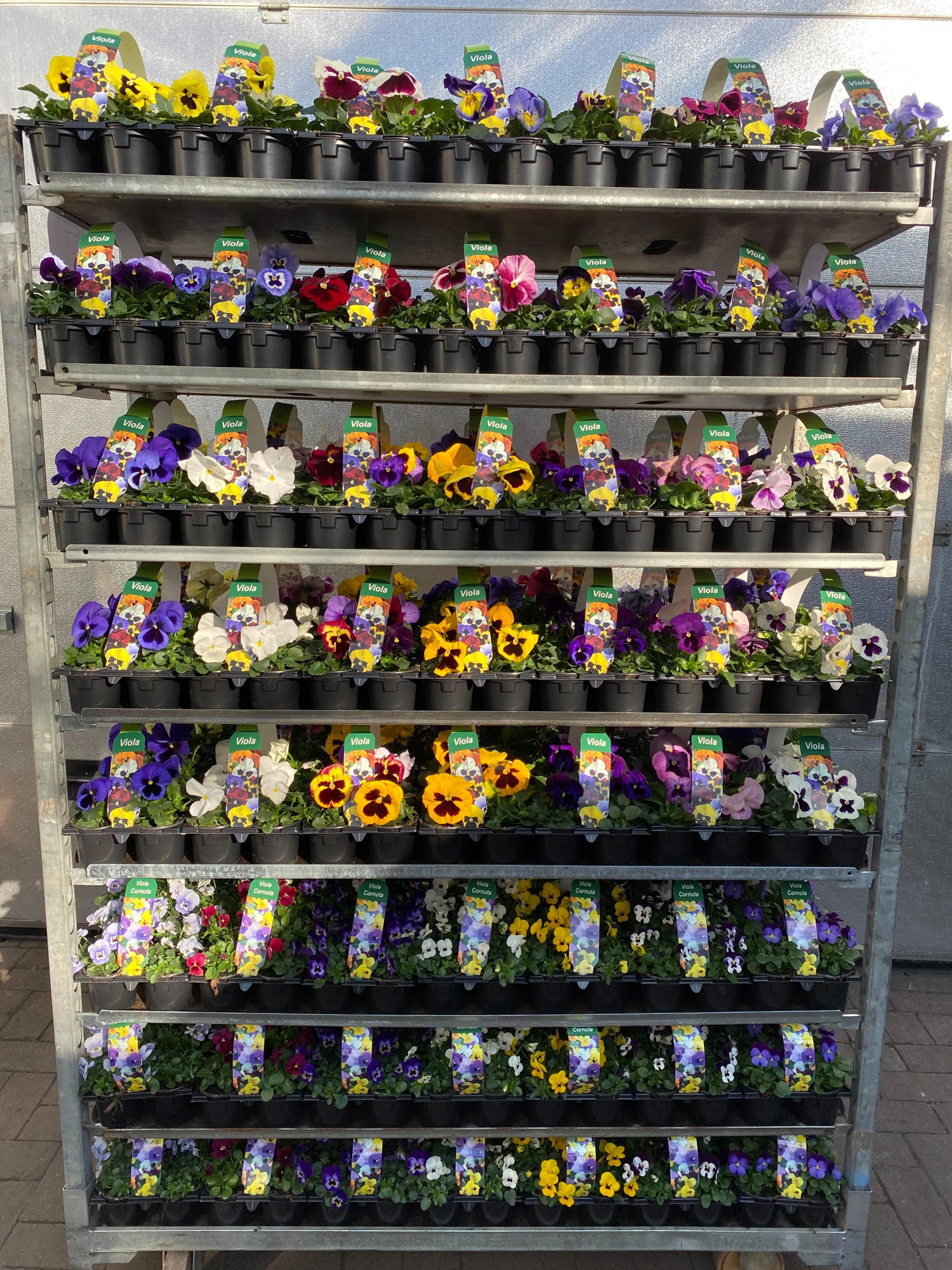 Viola Cornuta en wittrockiana mix CC 6-pack 9cm, D 9 cm