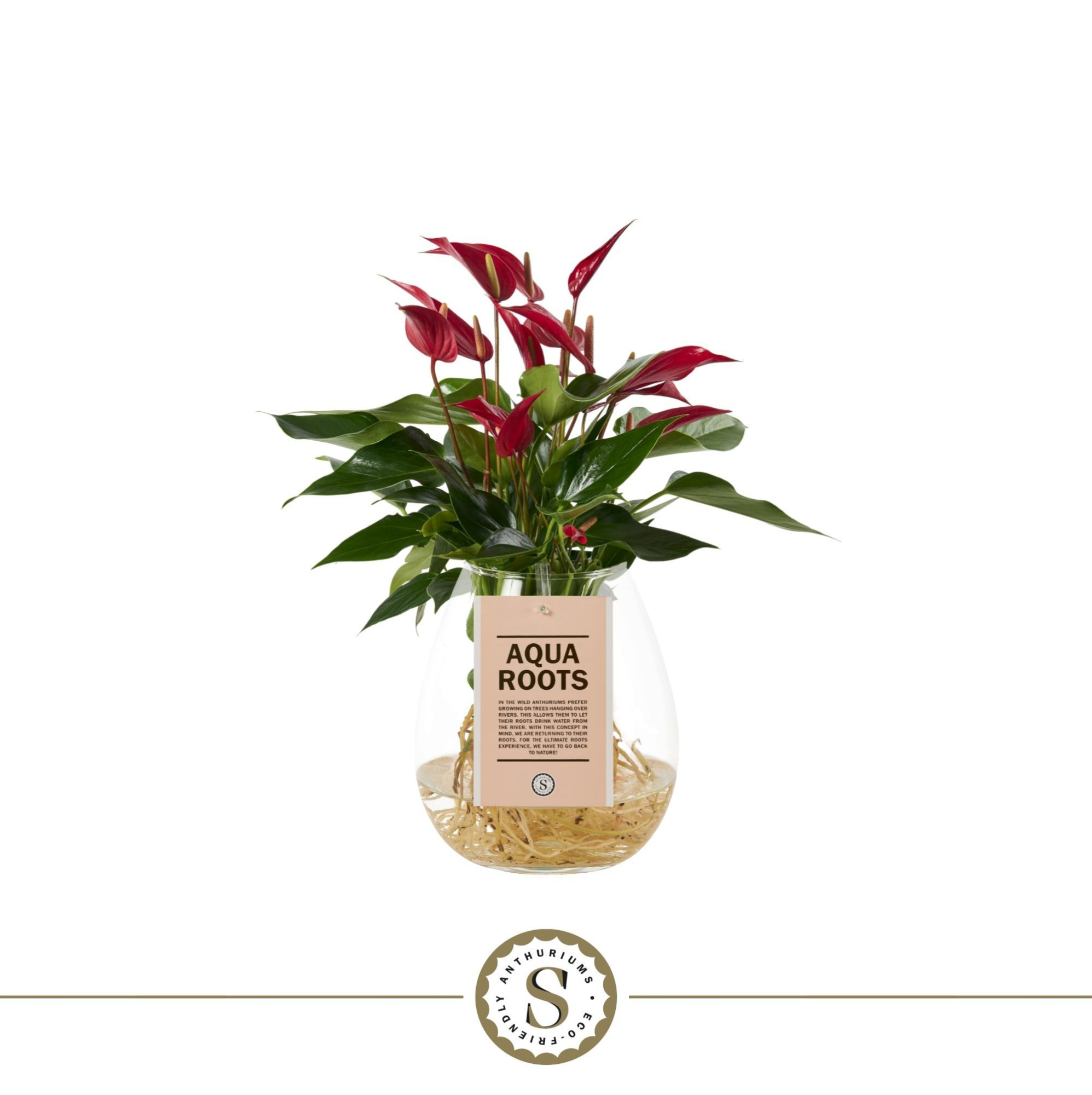 Aqua Roots Bowl Roja, D 12 cm