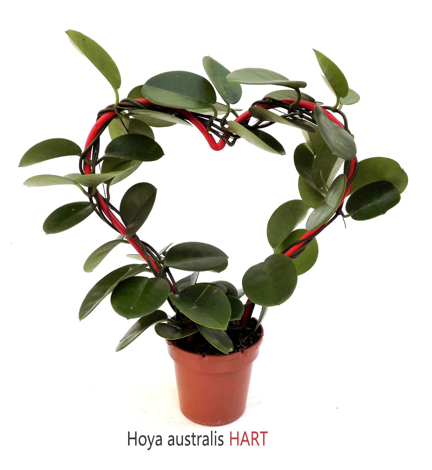 Hoya HART vorm., D 12