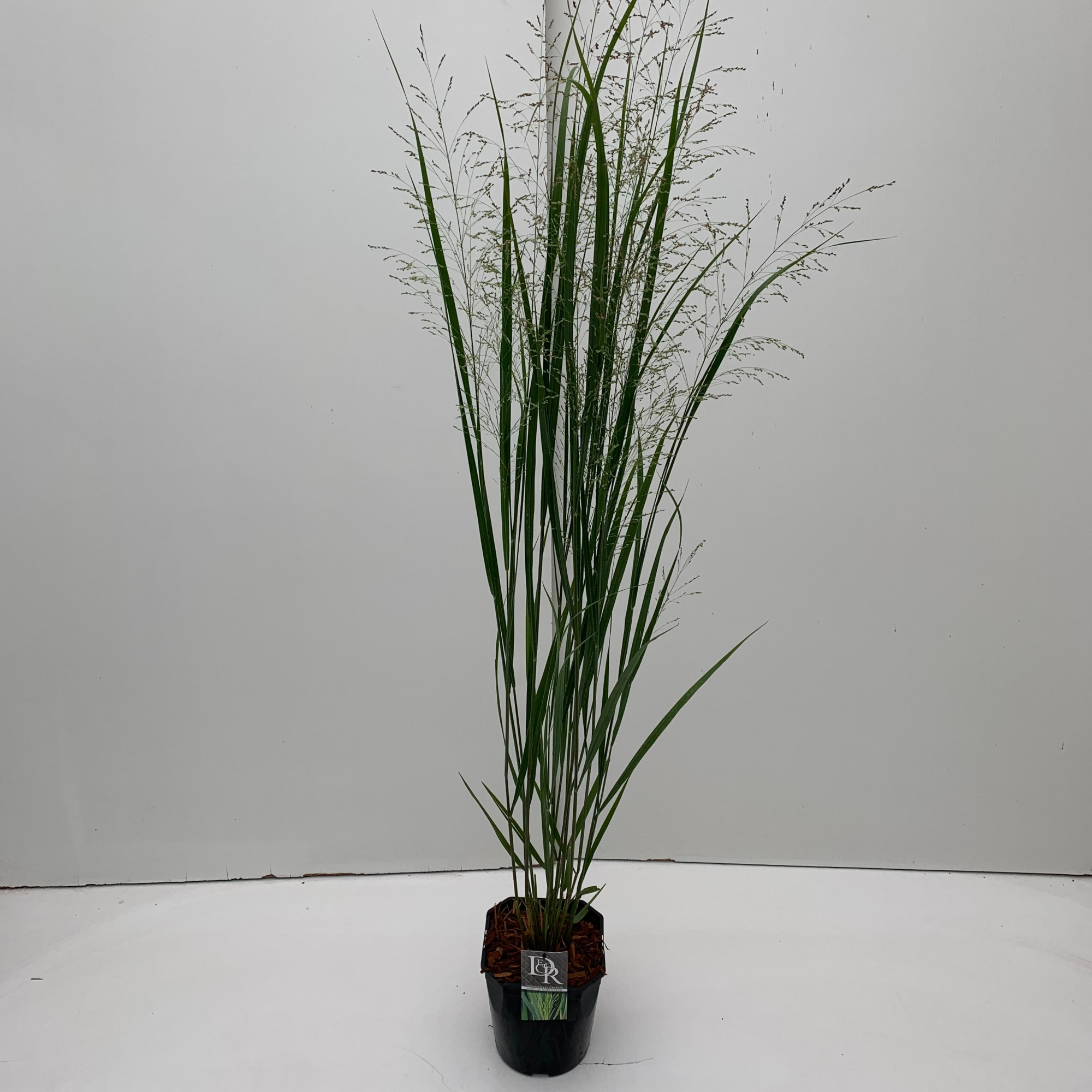 'Panicum' Northwind, D 23 cm