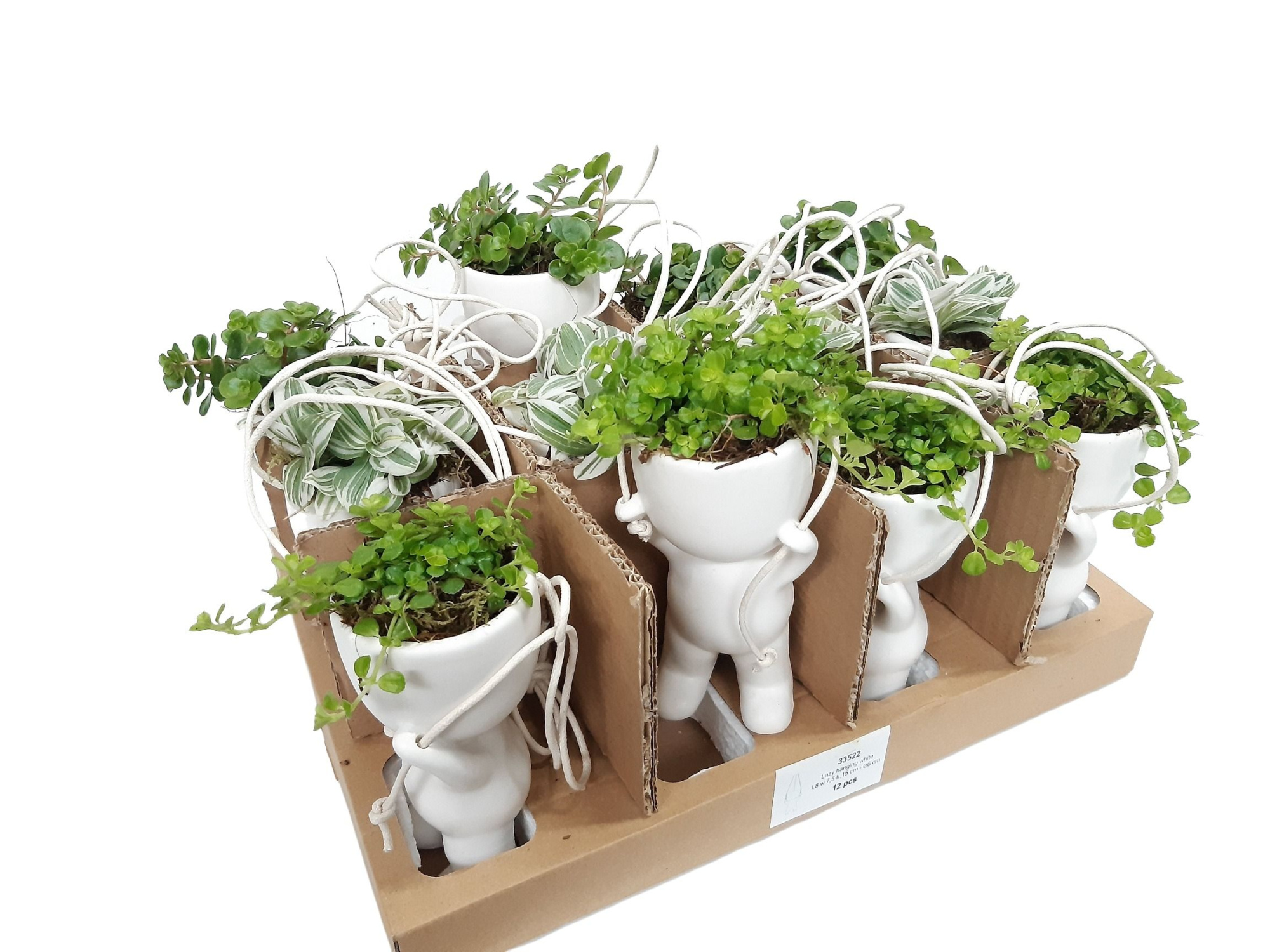 CLH15MIX Hang Chillings H15 Sedum, Pilea, Tradescantia, D 6 cm