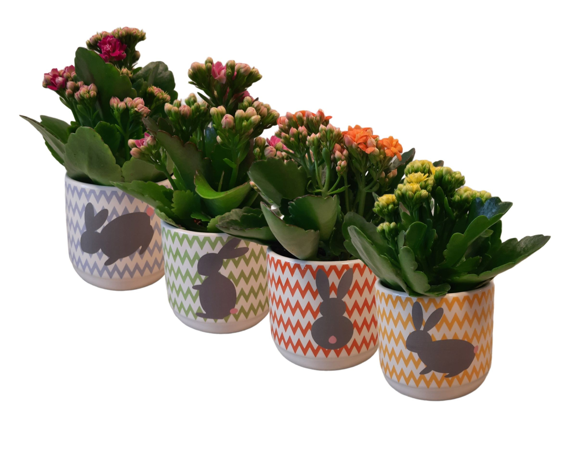 KP-816.1 - Kalanchoe Rosalina 7cm in paaspot, D 7