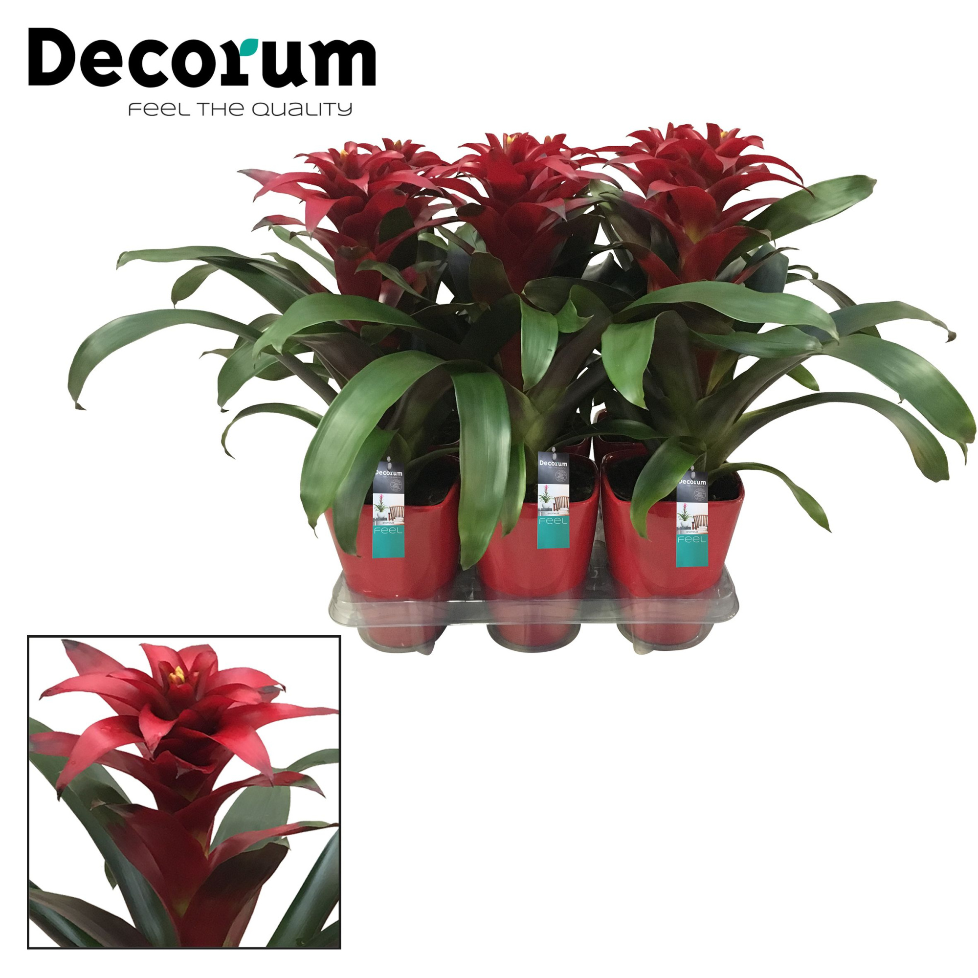 Guzmania Salinas Squarrosa Luxe Keramiek (Decorum), D 14 cm