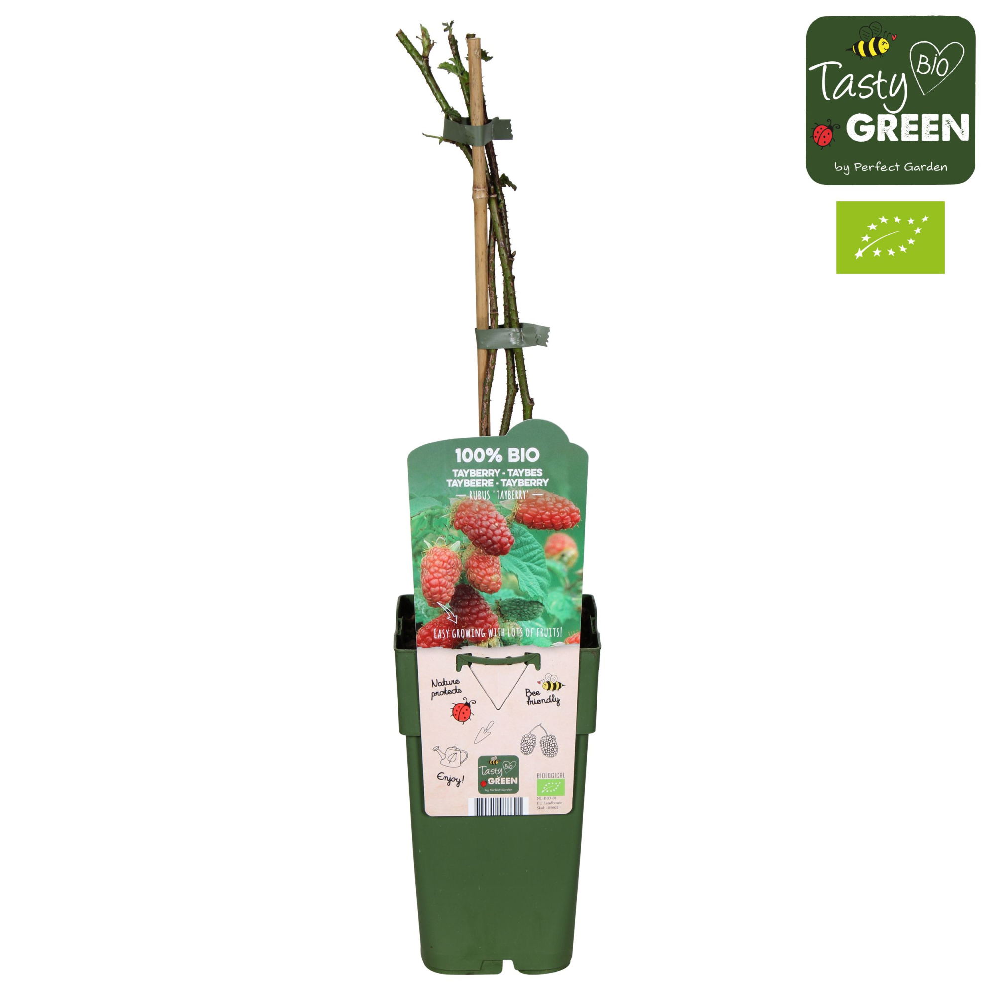 Rubus Tayberry Bio P15, D 15