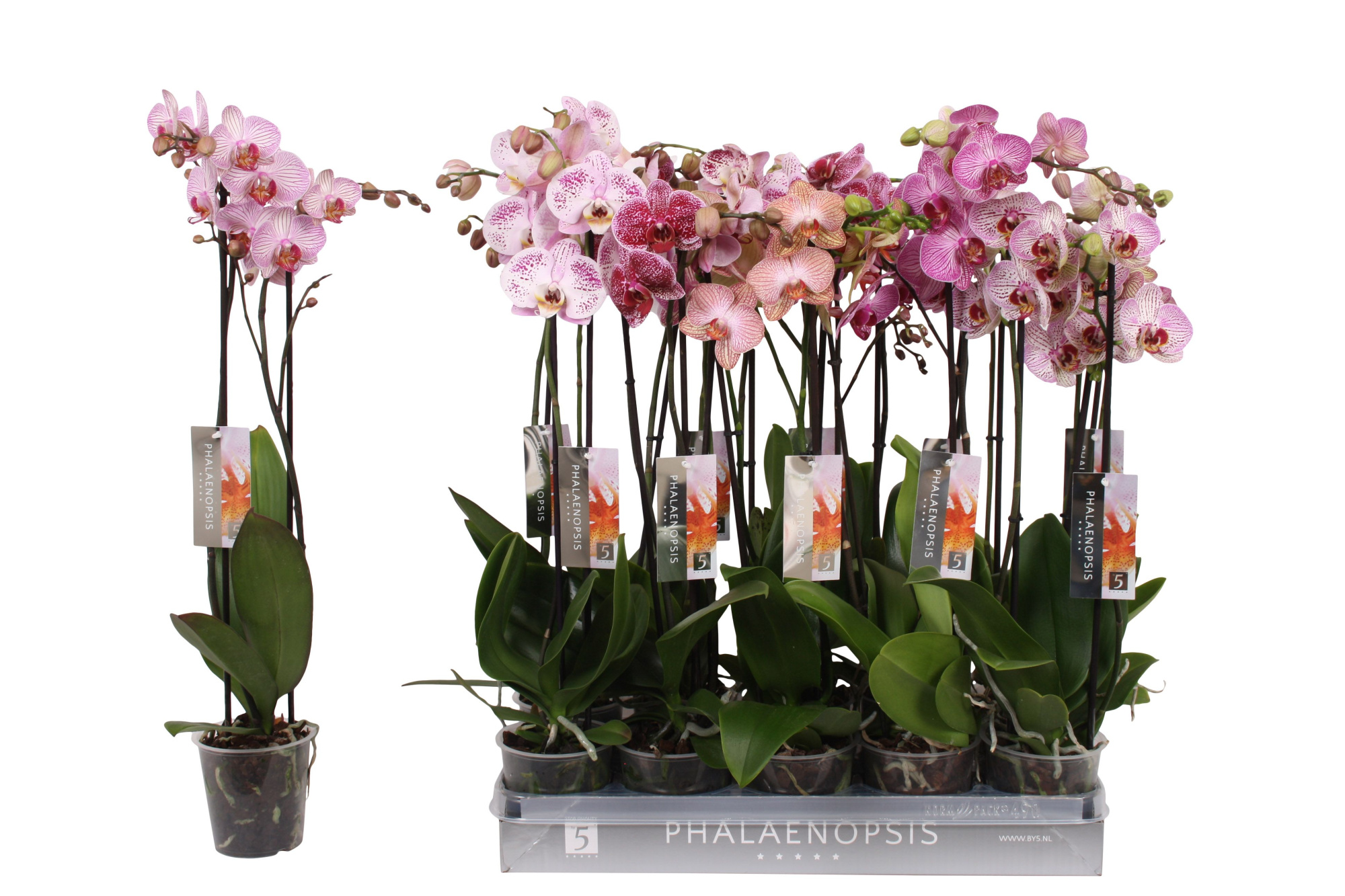 Phalaenopsis Specialty mix, 2-spike 18+, D 12 cm