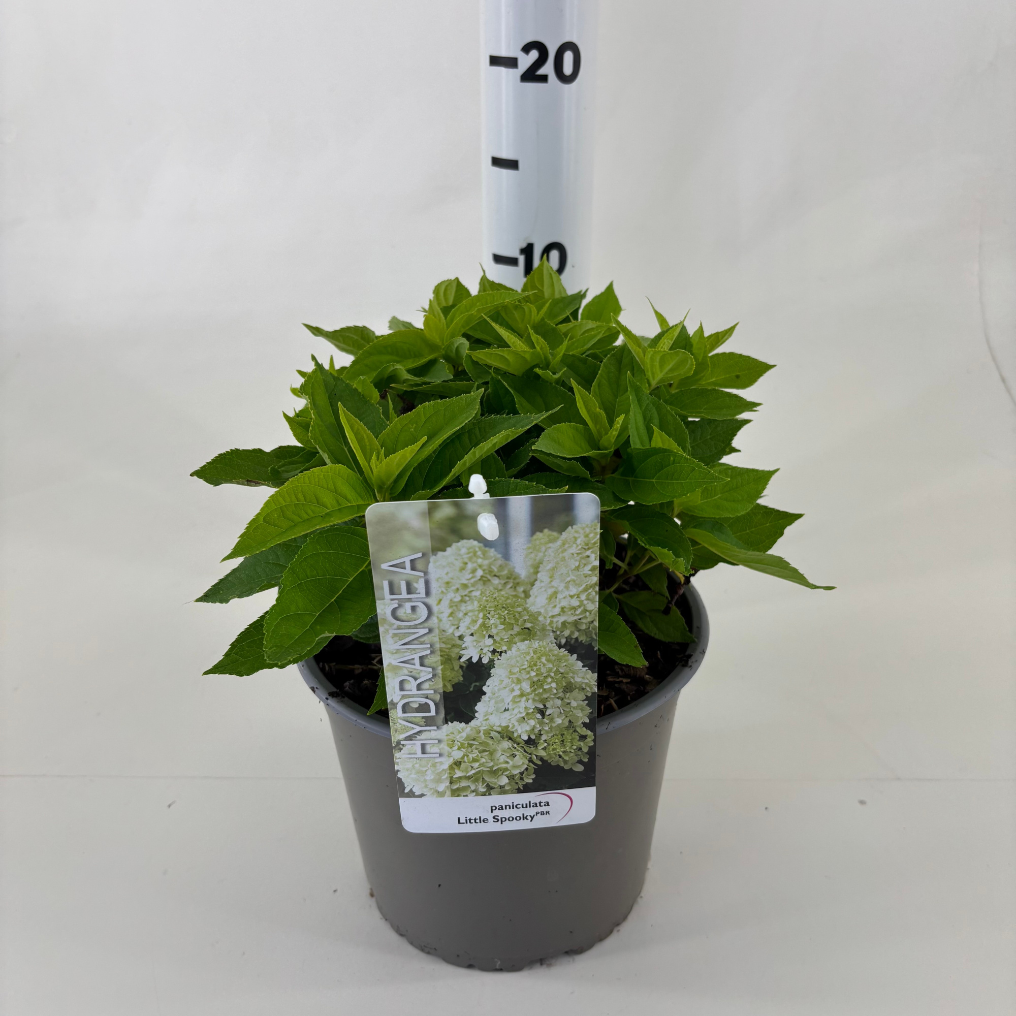 Hydrangea paniculata 'Little Spooky', D 19 cm
