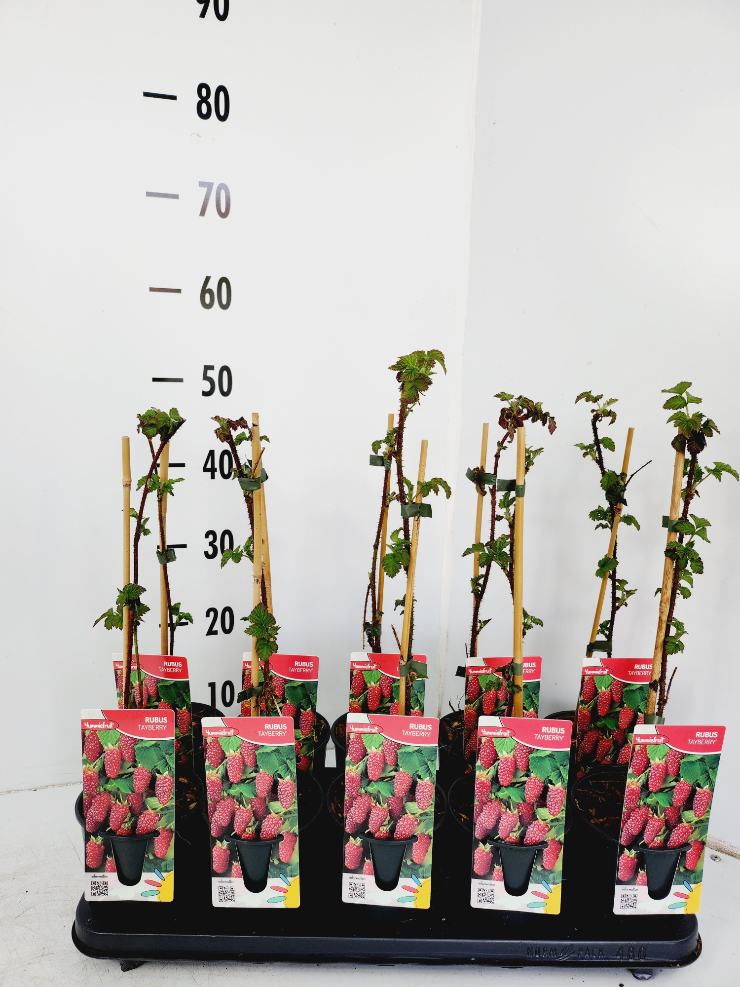 Rubus Tayberry, D 12 cm