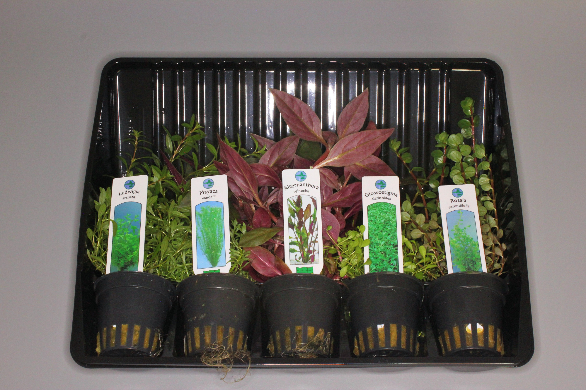 Acorus gramineus variegatus, D 5 cm