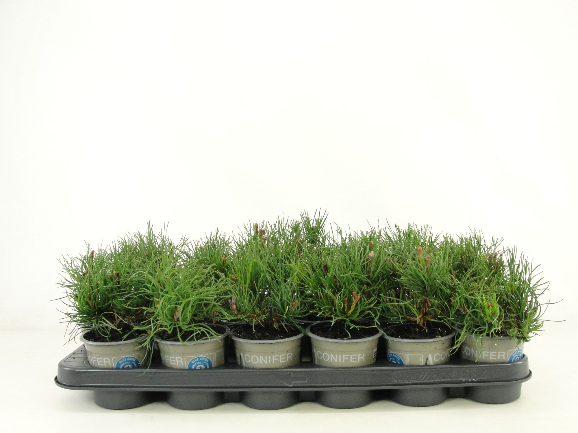 Pinus mugo subsp. mugo, D 9