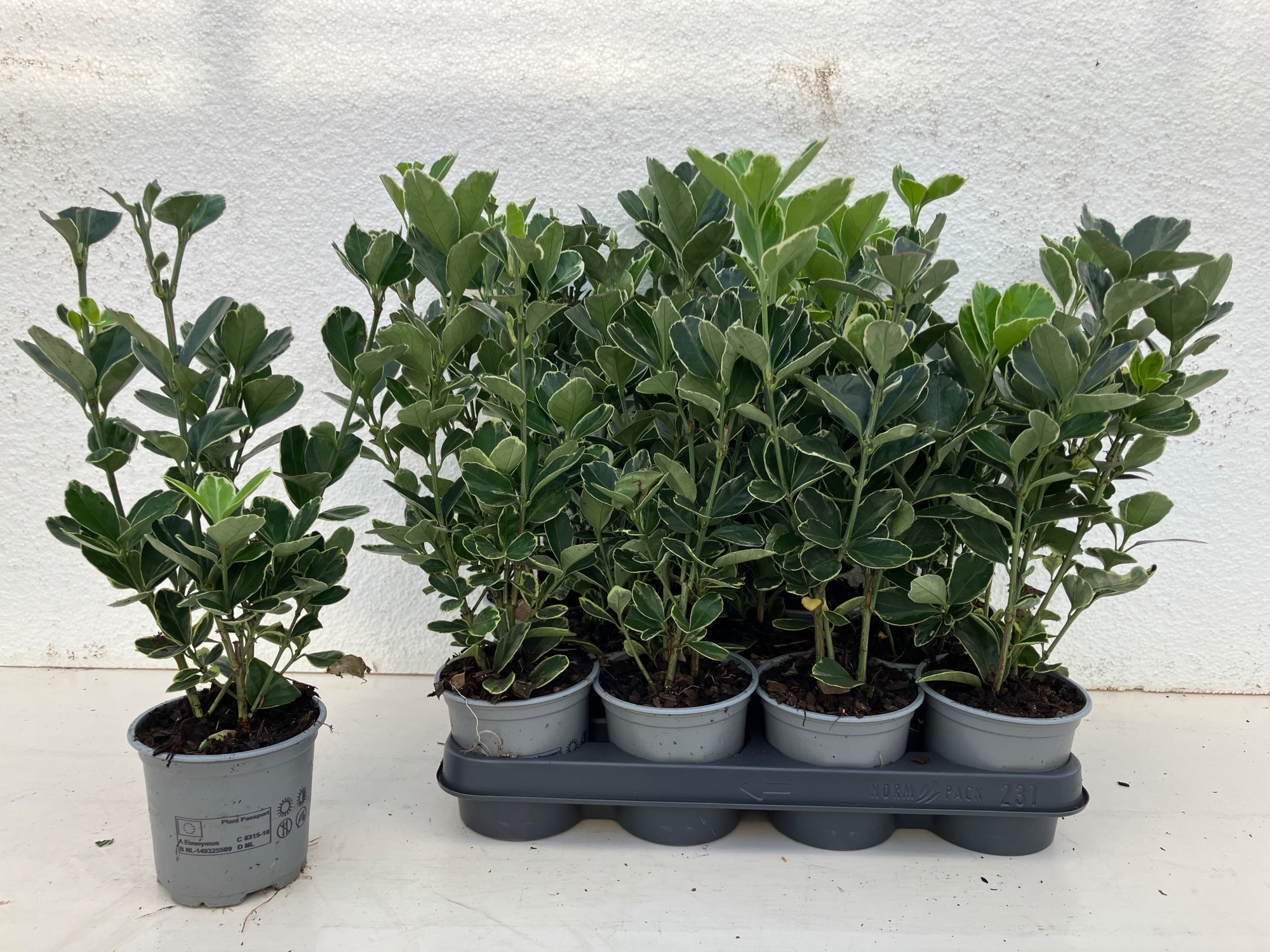 Euonymus japonicus Silver Simon, D 10,5