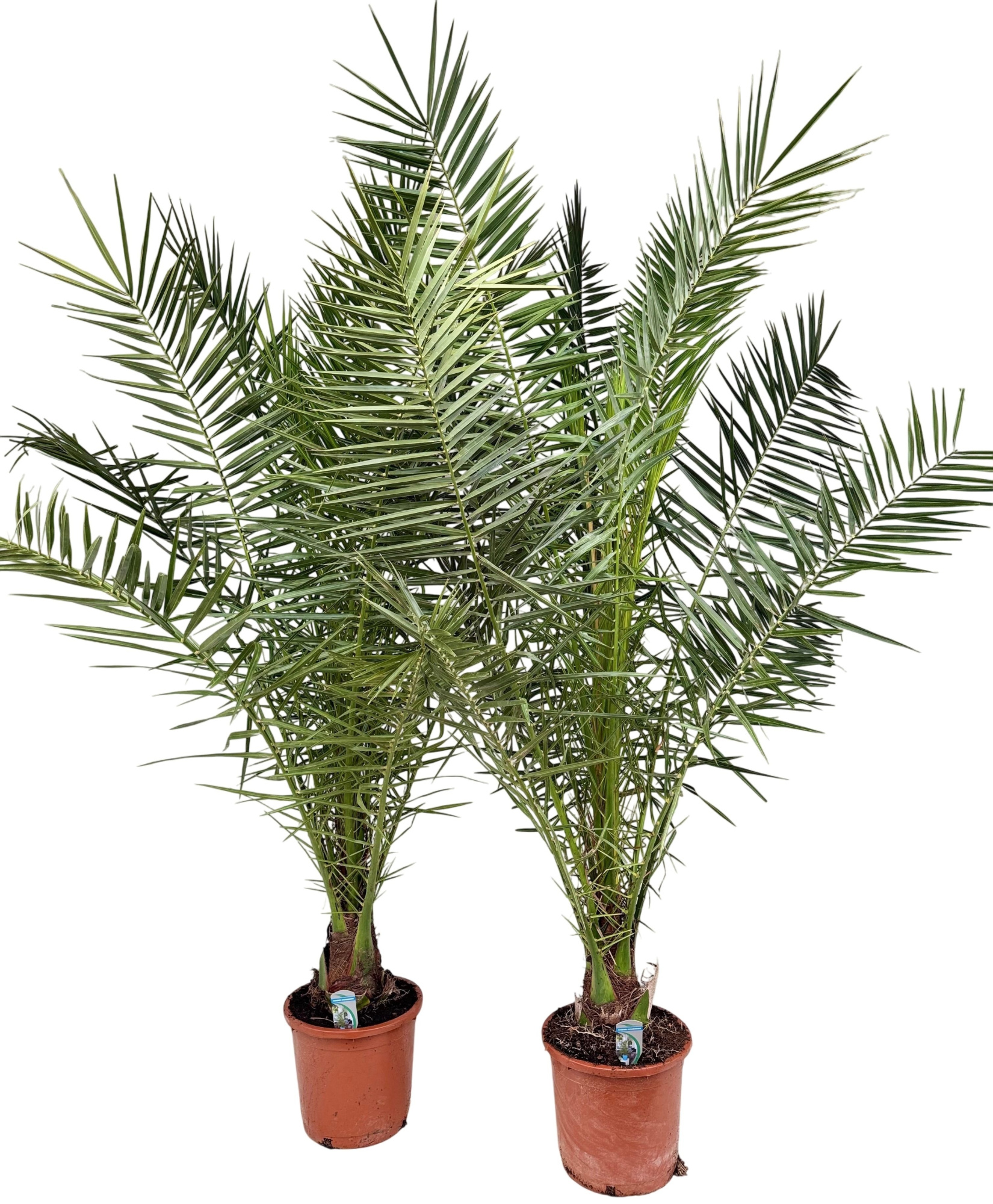 Phoenix canariensis P30 H220, D 30