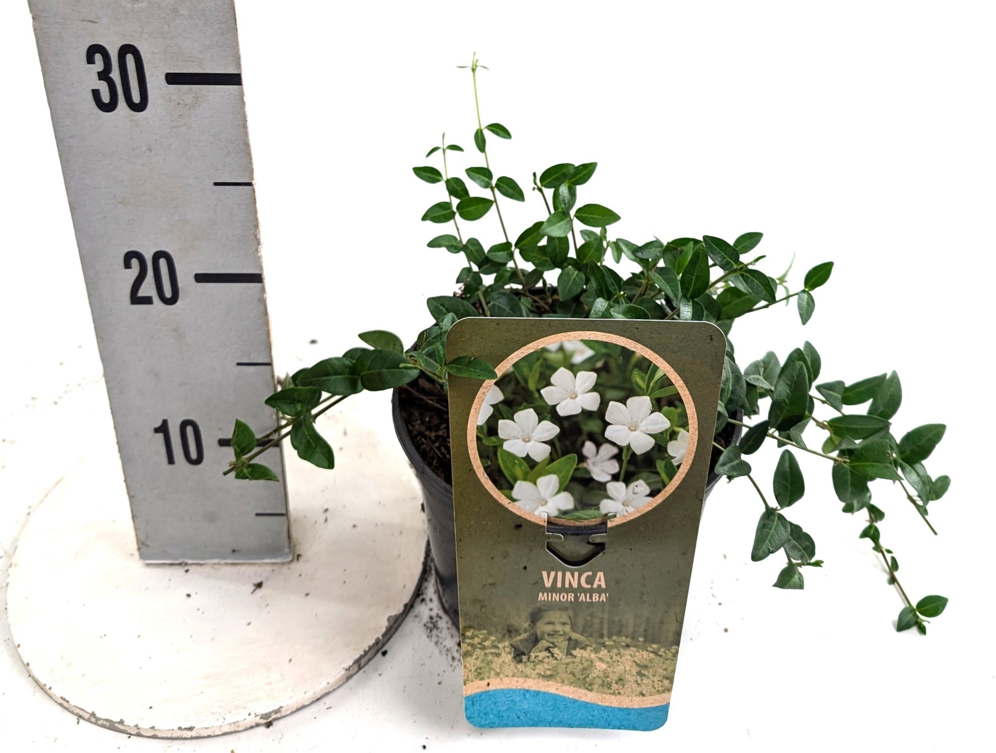 Vinca minor 'Alba', D 17