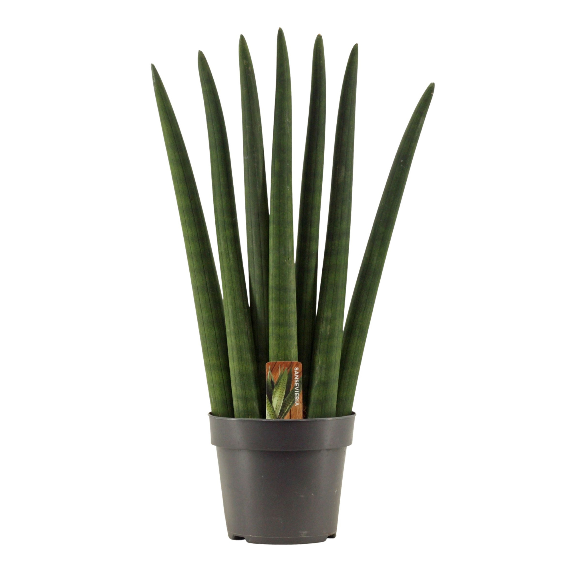 Sansevieria Cylindrica 14 cm Fan, D 14
