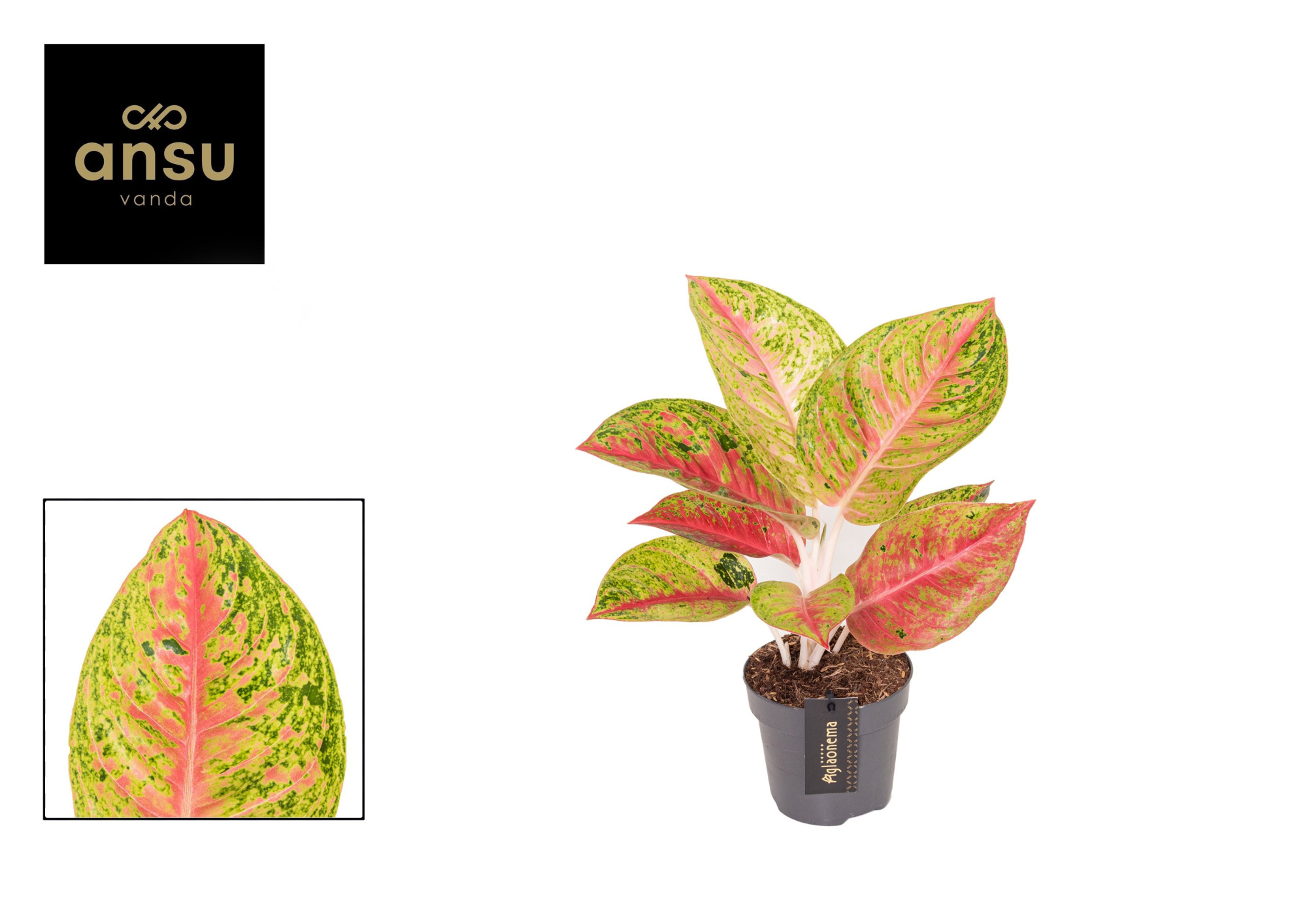 Aglaonema Grand Poppy, D 12 cm