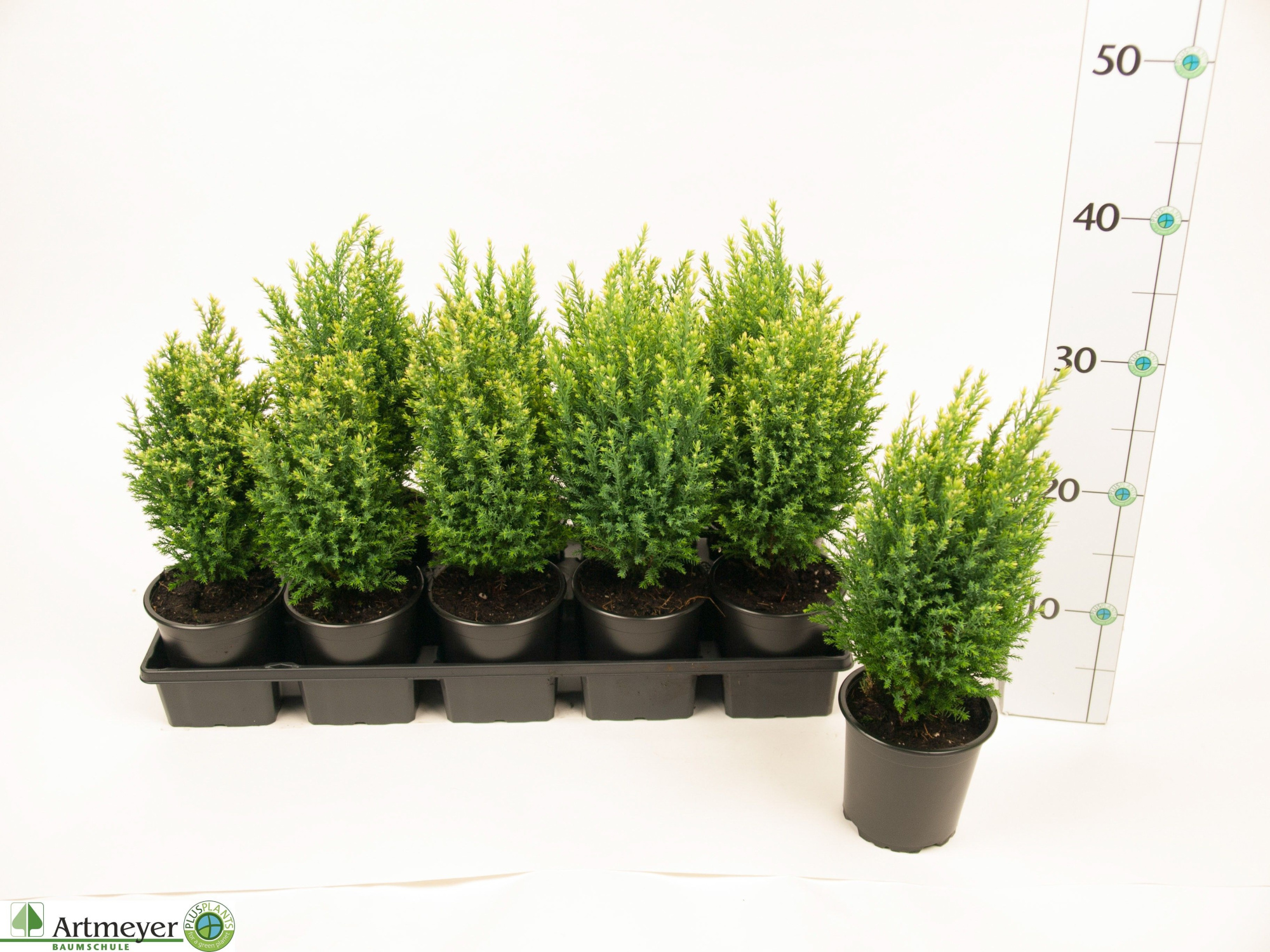 Chamaecyparis laws. 'Snow White' T11, D 11 cm