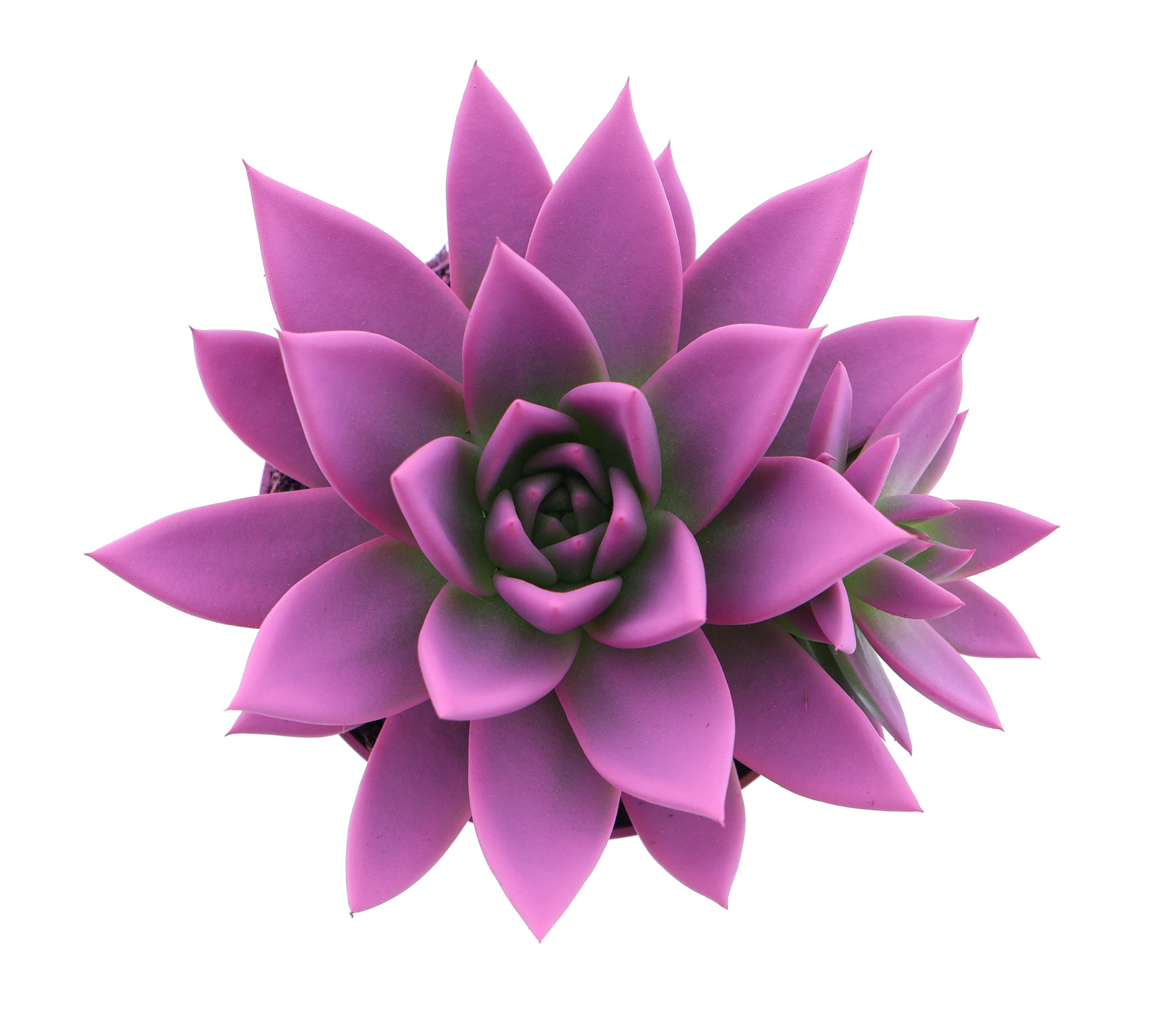 Rainbow cerise 246, D 10,5 cm