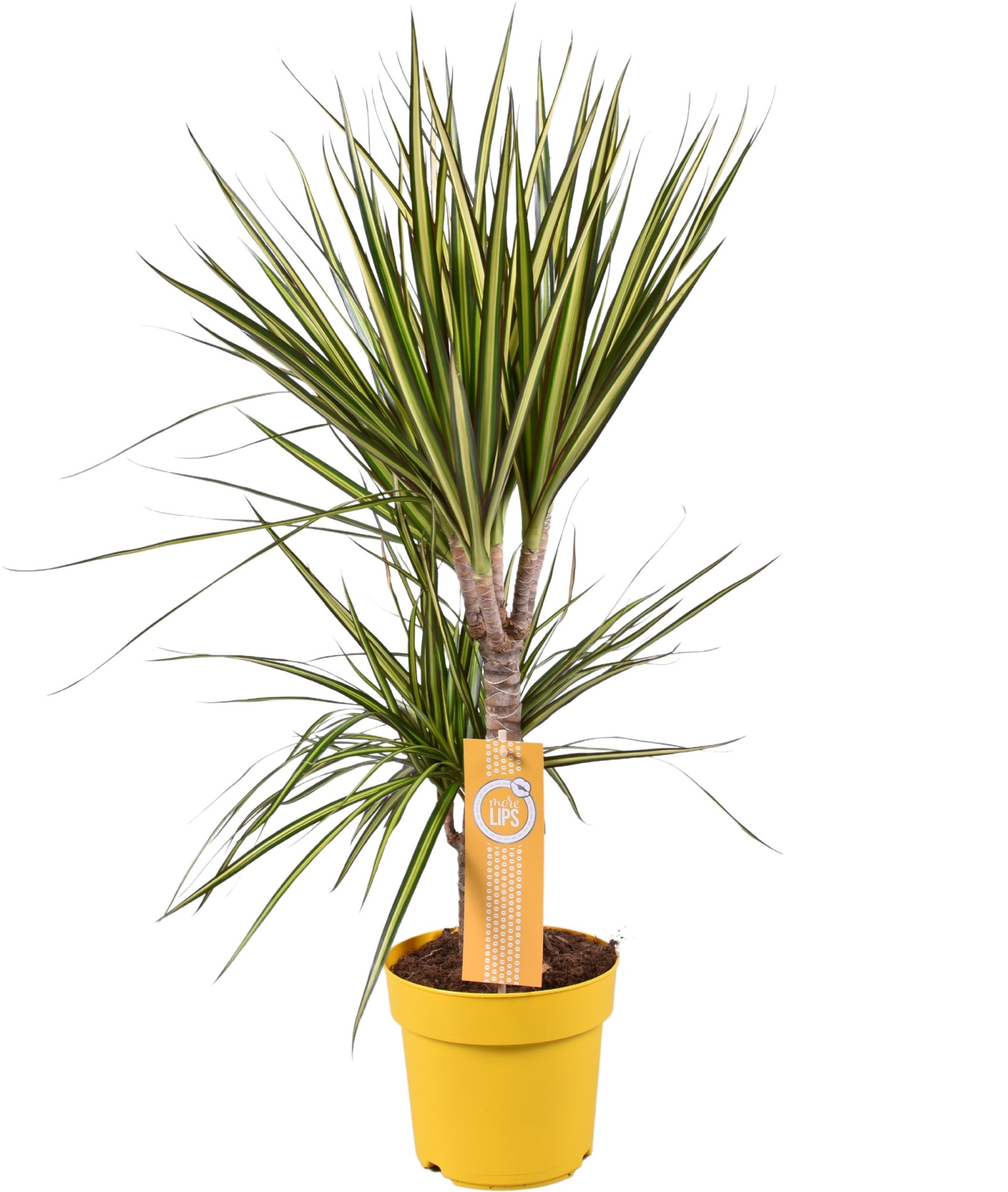 Dracaena Sunray 30-15 MoreLips, D 17