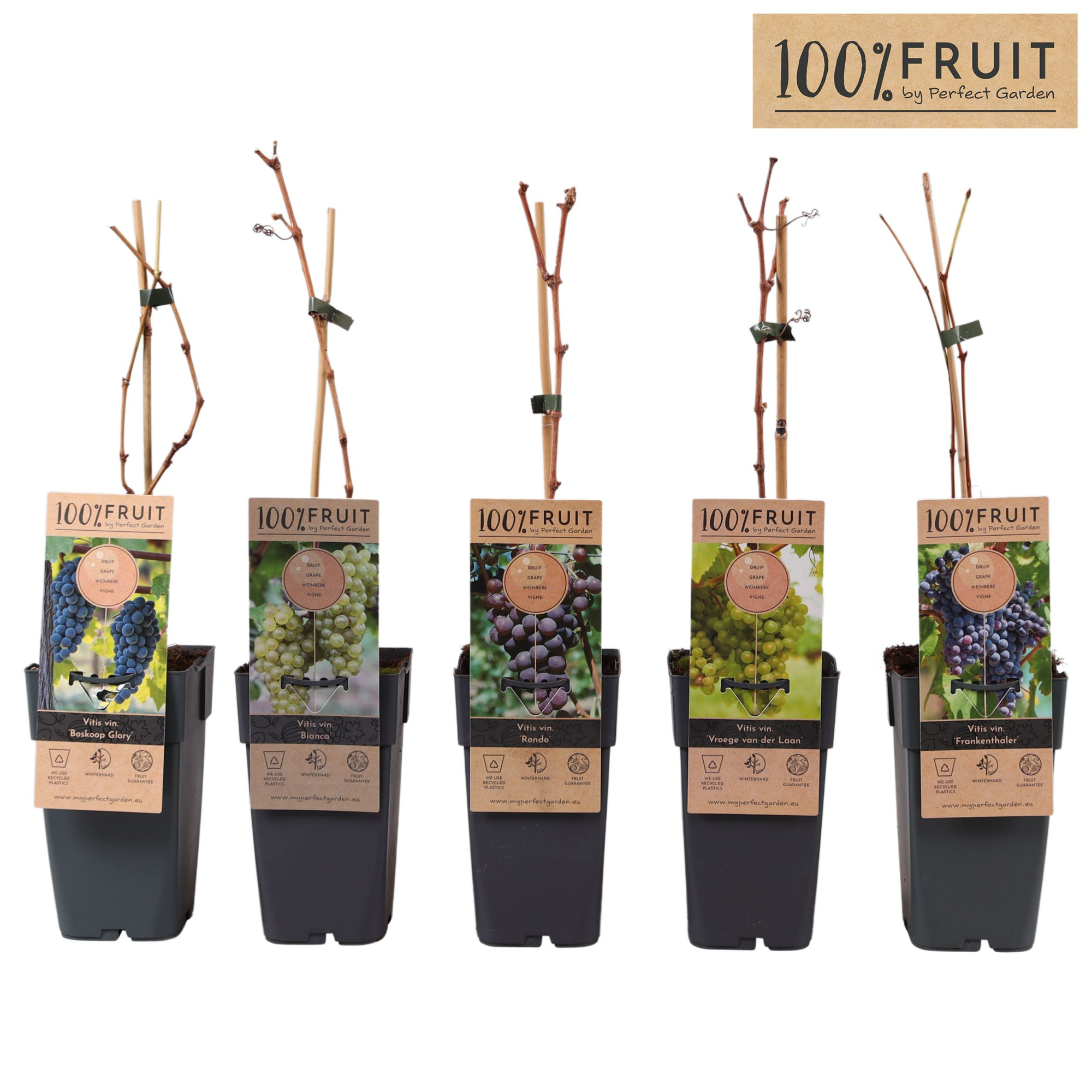 Vitis mix laag P15, D 15