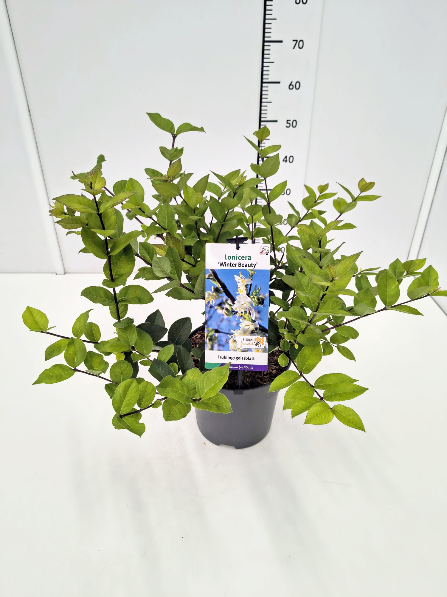 Lonicera pur. 'Winter Beauty' 60-80C5, D 23 cm