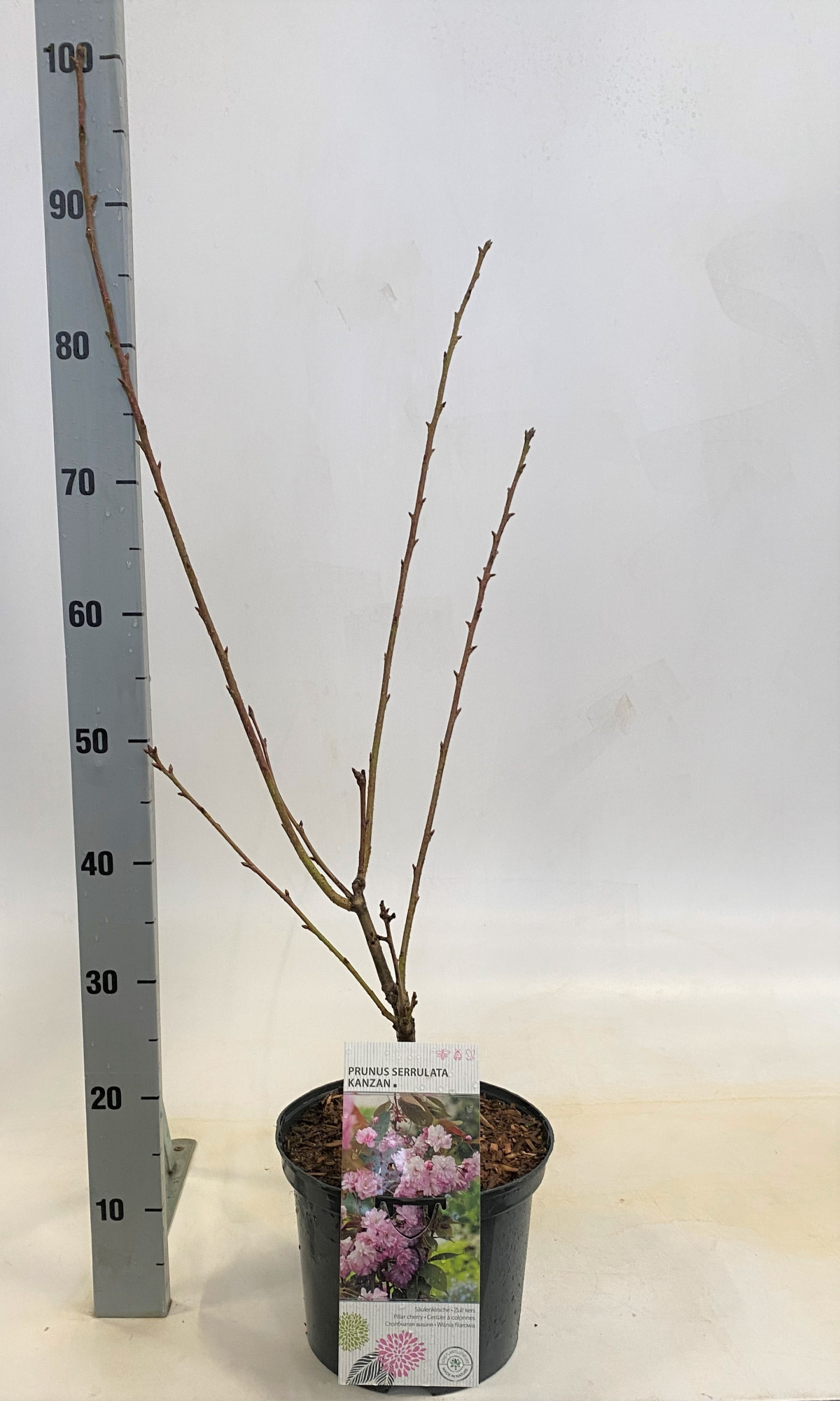 Prunus serrulata Kanzan, D 23