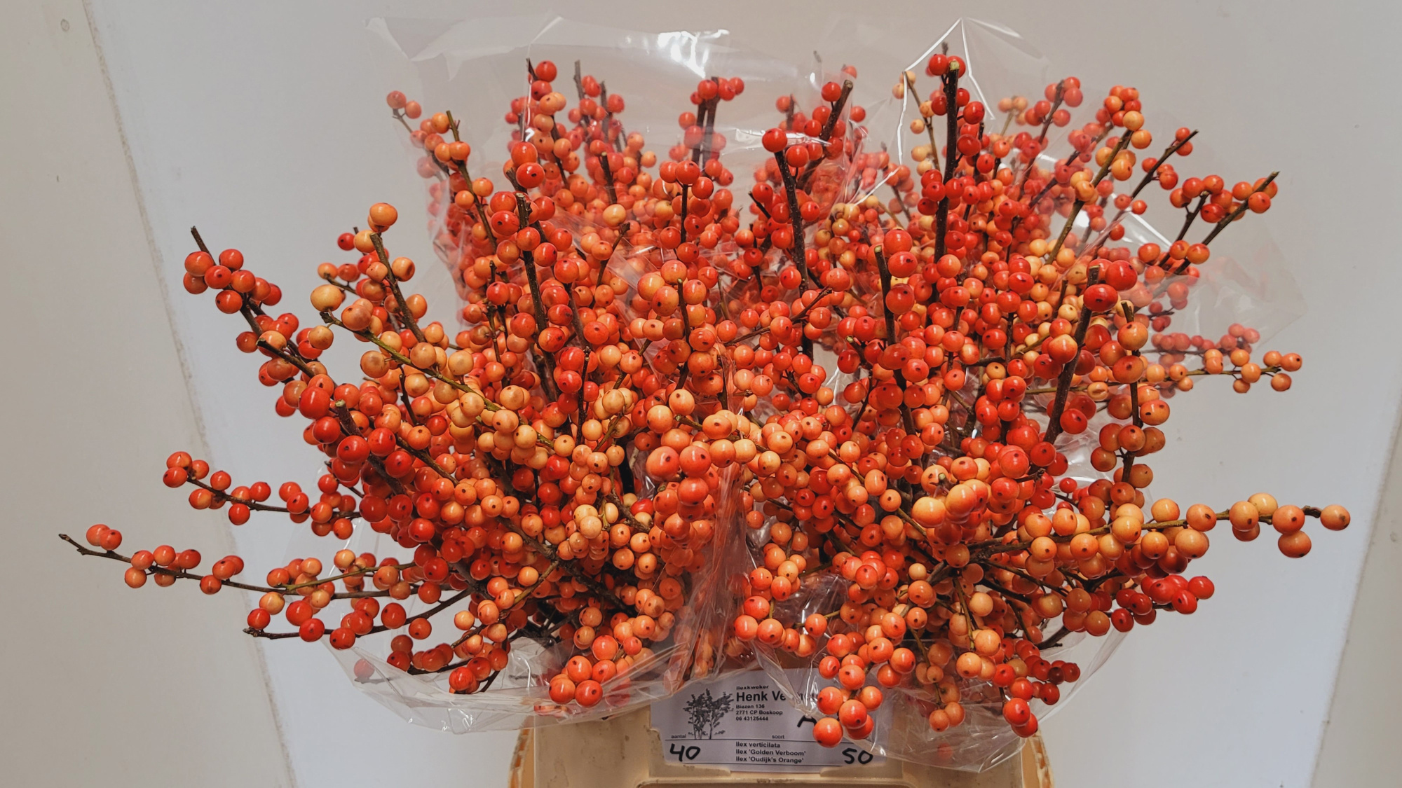 Илекс Аудайкс Оранж 50, шт.