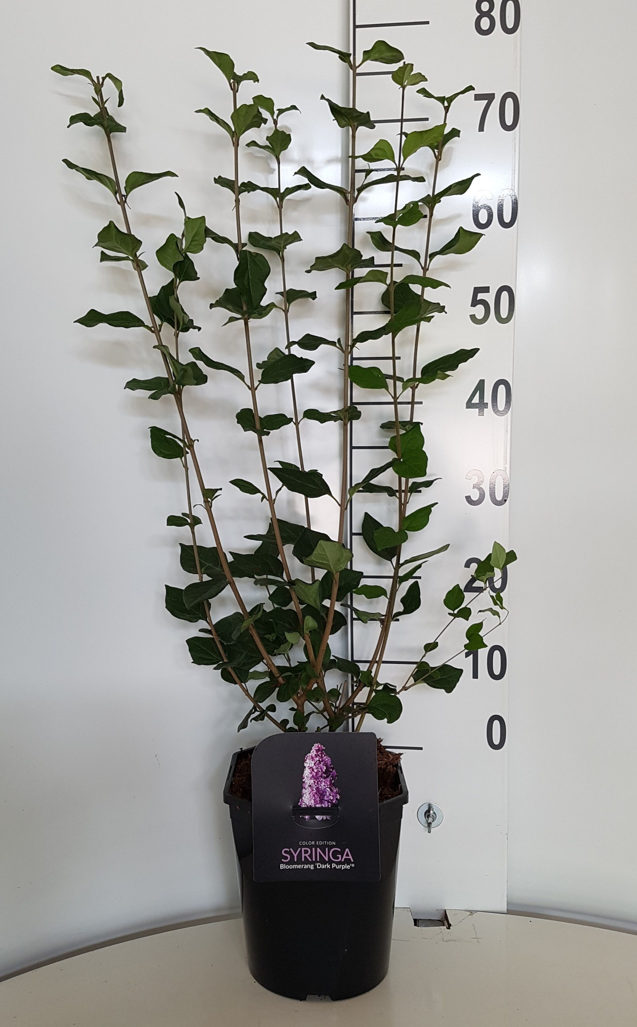 Syringa bloomerang 'Dark Purple', D 21 cm