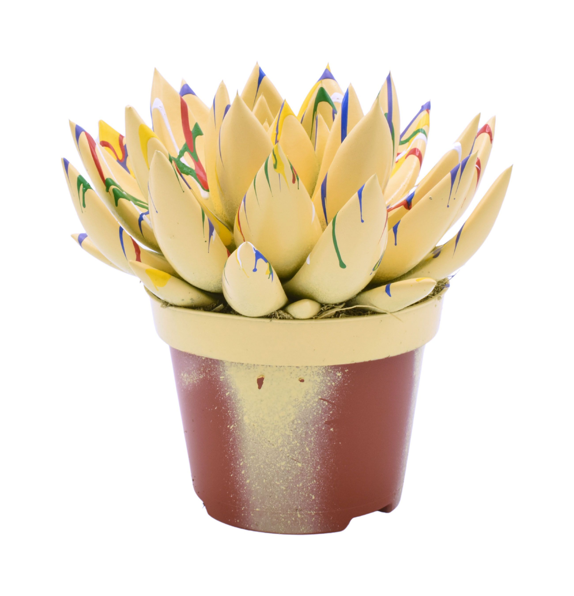 Miranda coloured Splash pastel orange, D 10,5 cm