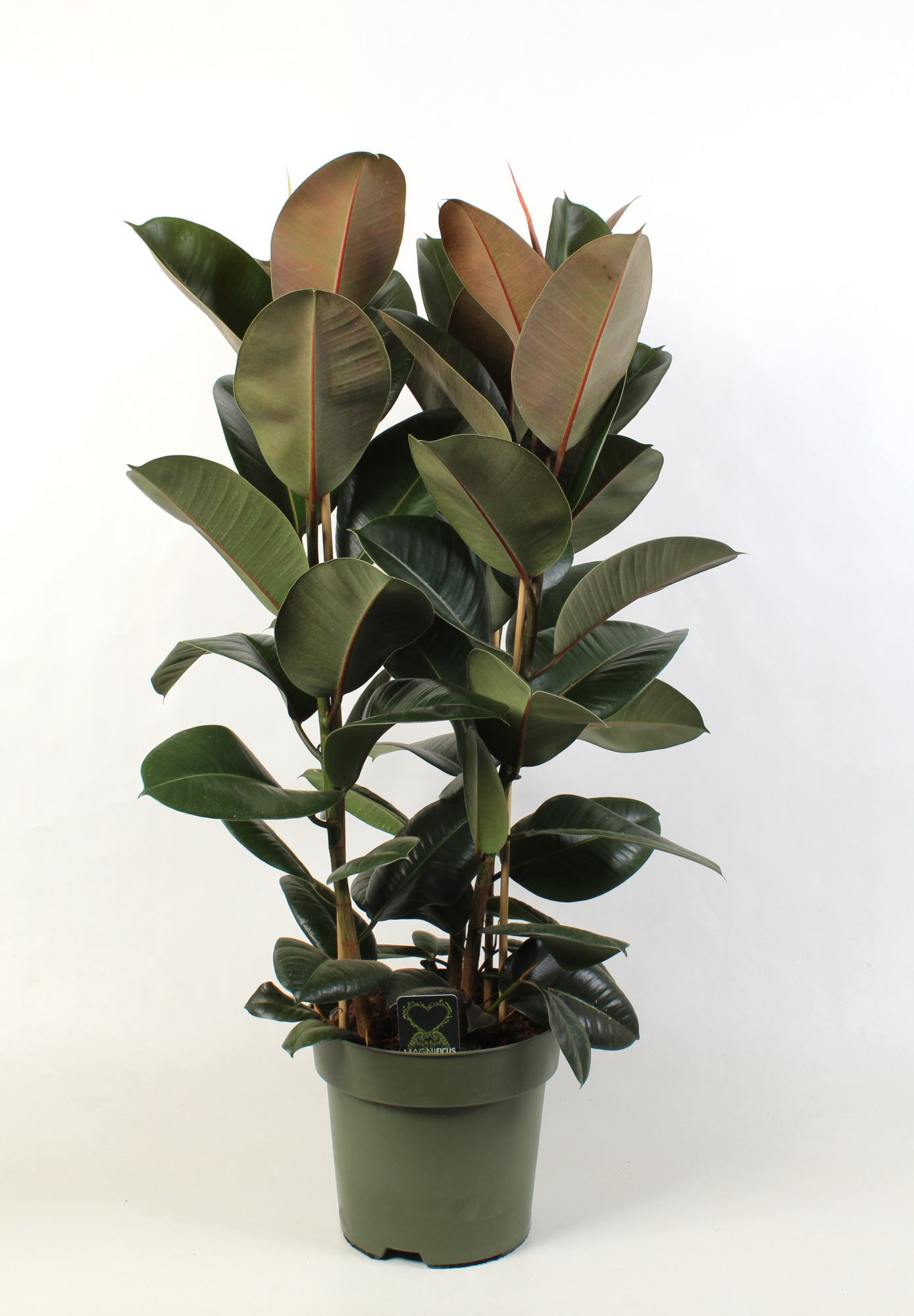 Ficus elastica Robusta toef 3 stekken pp, D 27