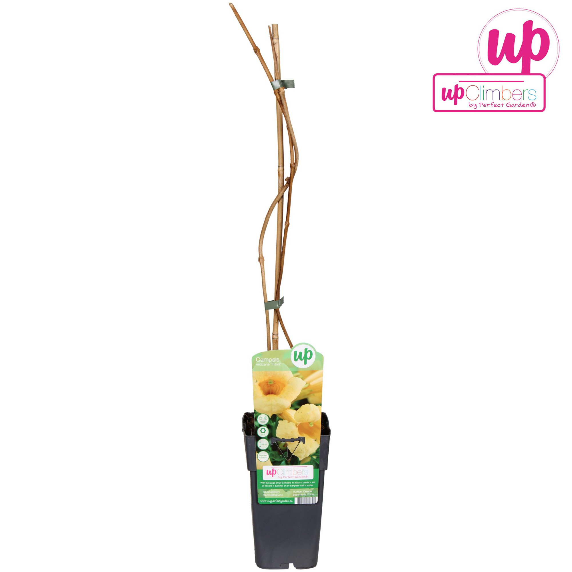 Campsis radicans Flava (geënt) P15, D 15