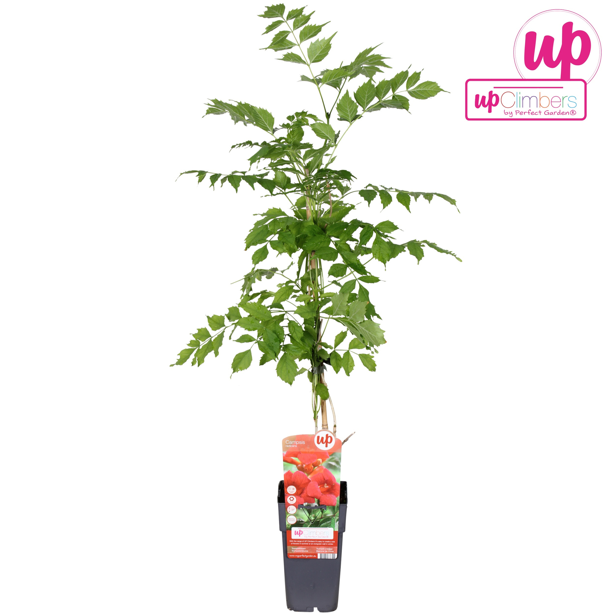 Campsis radicans P15, D 15 cm