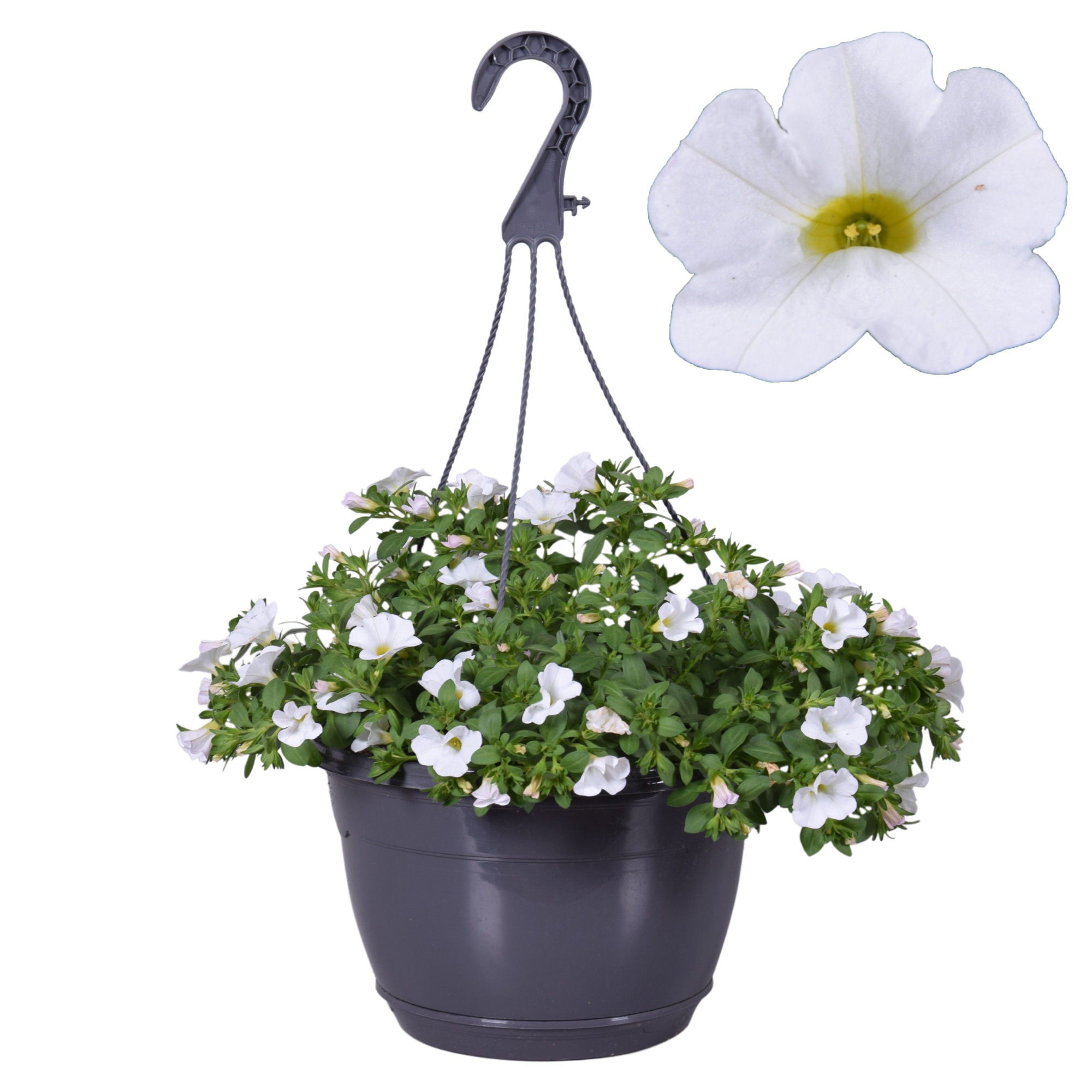 Hpot Calibrachoa Wit + Hoes, D 25