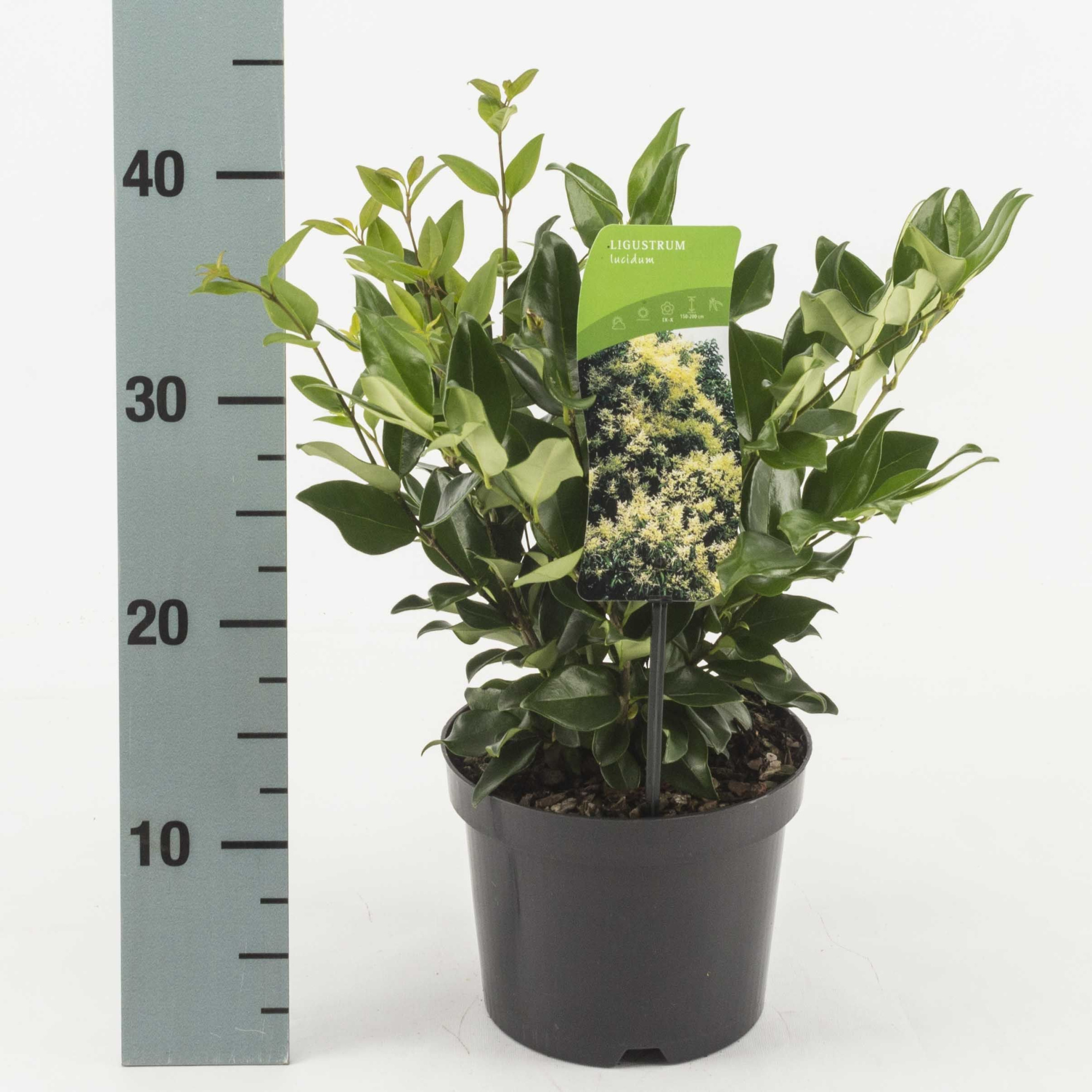 Ligustrum lucidum, D 17 cm
